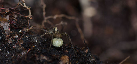 Blacktail Wolf Spider at the Veluwe These are quit tiny, numerous of them were running on the forest floor, so it was hard to capture them well. Blacktail Wolf Spider,Harderwijk,Macro,Netherlands,Pardosa lugubris,Parental care,Veluwe