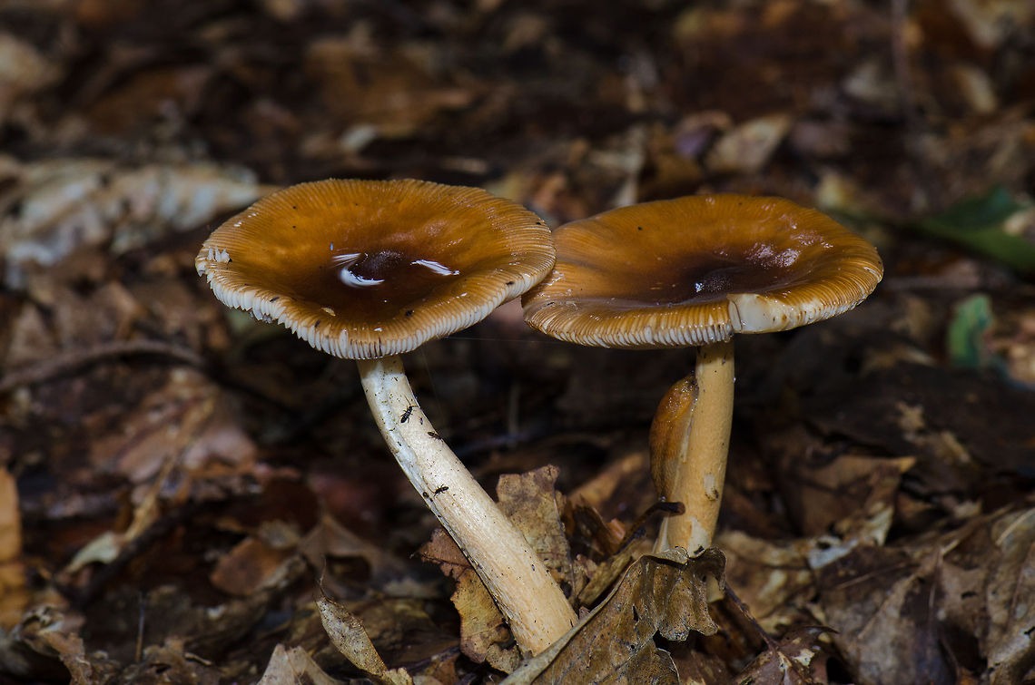 Amanita Fulva pair at the Veluwe, the Netherlands Dutch name: roodbruine slanke amaniet. Amanita fulva,Harderwijk,Macro,Netherlands,Veluwe