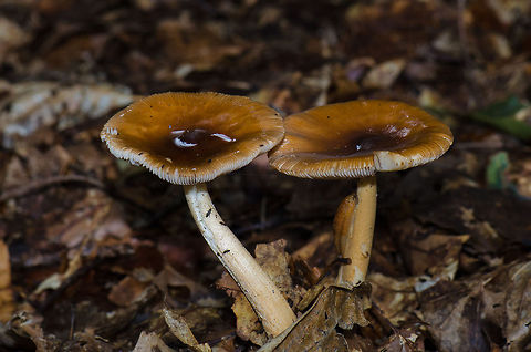 Amanita Fulva pair at the Veluwe, the Netherlands Dutch name: roodbruine slanke amaniet. Amanita fulva,Harderwijk,Macro,Netherlands,Veluwe