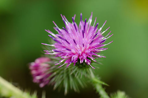 Spear Thistle in bloom at Veluwe, the Netherlands  Cirsium vulgare,Harderwijk,Macro,Netherlands,Spear Thistle,Veluwe