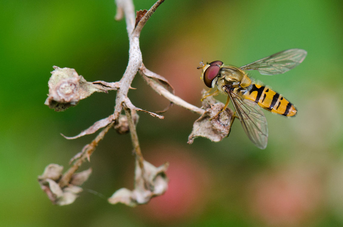 Marmalade Hoverfly at Veluwe  Episyrphus balteatus,Harderwijk,Macro,Marmalade Hoverfly,Netherlands,Veluwe