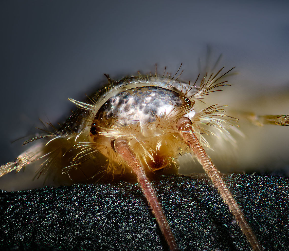 Gray silverfish - frontal, Heesch, Netherlands <figure class="photo"><a href="https://www.jungledragon.com/image/104915/gray_silverfish_-_body_shot_heesch_netherlands.html" title="Gray silverfish - body shot, Heesch, Netherlands"><img src="https://s3.amazonaws.com/media.jungledragon.com/images/2/104915_thumb.jpg?AWSAccessKeyId=05GMT0V3GWVNE7GGM1R2&Expires=1759968010&Signature=H3DMull6XYR2mpuLVEykZhoO5jU%3D" width="200" height="134" alt="Gray silverfish - body shot, Heesch, Netherlands https://www.jungledragon.com/image/104914/gray_silverfish_-_body_shot_2_heesch_netherlands.html<br />
https://www.jungledragon.com/image/104916/gray_silverfish_-_lateral_heesch_netherlands.html<br />
https://www.jungledragon.com/image/104913/gray_silverfish_-_frontal_heesch_netherlands.html<br />
This one dared to trespass in holy territory: my man cave. I found it underneath some diffusers, in a shallow metal container I use to store stuff. These insects are unable to climb slippery surfaces, which is the reason they&#039;re often found stuck in a sink.<br />
<br />
Whilst terrible climbers, they&#039;re extraordinarily fast. They shoot away like a snake, or perhaps more fitting...a fish. I&#039;ve never found one in our house before. Given that they&#039;re somewhat unwanted (they feed on paper and various other soft substances), I decided to sacrifice it. <br />
<br />
Whilst I always struggle with handling tiny insects, this one has been the most fragile yet. It very easily loses its silvery scales upon any touch. I figured this would be an opportunity to try something I was planning for anyway. Instead of directly pinning the subject, here I placed it on black modeling clay. <br />
<br />
Without pinning, there&#039;s less damage to the subject. And one can model the clay easily to a shape that balances and fits the subject. It&#039;s also somewhat sticky, allowing for angles and rotations that are otherwise difficult to pull off.<br />
<br />
This species is basically only known from human settlements, it is unknown what their original natural environment is, other than the original specimen from South Africa, more than a century ago. <br />
<br />
They are considered pest-like, yet reproduce surprisingly slow. They may live up to a stunning 8 years, and only reach sexual maturity at the age of 3. That&#039;s an extraordinarily slow life cycle for an insect.<br />
<br />
If it is an insect at all. Currently classified as such, yet there seem to be discussions ongoing about exact placement. It is unlike most other insects for lacking wings, and it has no metamorphosis. <br />
<br />
Here&#039;s an excellent page documenting the 3 species occurring in the Netherlands in great detail:<br />
http://www.janvanduinen.nl/lepismatidae.php Ctenolepisma longicaudatum,Extreme Macro,Gray silverfish" /></a></figure><br />
<figure class="photo"><a href="https://www.jungledragon.com/image/104914/gray_silverfish_-_body_shot_2_heesch_netherlands.html" title="Gray silverfish - body shot 2, Heesch, Netherlands"><img src="https://s3.amazonaws.com/media.jungledragon.com/images/2/104914_thumb.jpg?AWSAccessKeyId=05GMT0V3GWVNE7GGM1R2&Expires=1759968010&Signature=C1q71DqnIYzrrfQ5MhvmFJzl8qw%3D" width="200" height="198" alt="Gray silverfish - body shot 2, Heesch, Netherlands https://www.jungledragon.com/image/104915/gray_silverfish_-_body_shot_heesch_netherlands.html<br />
https://www.jungledragon.com/image/104916/gray_silverfish_-_lateral_heesch_netherlands.html<br />
https://www.jungledragon.com/image/104913/gray_silverfish_-_frontal_heesch_netherlands.html<br />
This one dared to trespass in holy territory: my man cave. I found it underneath some diffusers, in a shallow metal container I use to store stuff. These insects are unable to climb slippery surfaces, which is the reason they&#039;re often found stuck in a sink.<br />
<br />
Whilst terrible climbers, they&#039;re extraordinarily fast. They shoot away like a snake, or perhaps more fitting...a fish. I&#039;ve never found one in our house before. Given that they&#039;re somewhat unwanted (they feed on paper and various other soft substances), I decided to sacrifice it. <br />
<br />
Whilst I always struggle with handling tiny insects, this one has been the most fragile yet. It very easily loses its silvery scales upon any touch. I figured this would be an opportunity to try something I was planning for anyway. Instead of directly pinning the subject, here I placed it on black modeling clay. <br />
<br />
Without pinning, there&#039;s less damage to the subject. And one can model the clay easily to a shape that balances and fits the subject. It&#039;s also somewhat sticky, allowing for angles and rotations that are otherwise difficult to pull off.<br />
<br />
This species is basically only known from human settlements, it is unknown what their original natural environment is, other than the original specimen from South Africa, more than a century ago. <br />
<br />
They are considered pest-like, yet reproduce surprisingly slow. They may live up to a stunning 8 years, and only reach sexual maturity at the age of 3. That&#039;s an extraordinarily slow life cycle for an insect.<br />
<br />
If it is an insect at all. Currently classified as such, yet there seem to be discussions ongoing about exact placement. It is unlike most other insects for lacking wings, and it has no metamorphosis. <br />
<br />
Here&#039;s an excellent page documenting the 3 species occurring in the Netherlands in great detail:<br />
http://www.janvanduinen.nl/lepismatidae.php Ctenolepisma longicaudatum,Extreme Macro,Gray silverfish" /></a></figure><br />
<figure class="photo"><a href="https://www.jungledragon.com/image/104916/gray_silverfish_-_lateral_heesch_netherlands.html" title="Gray silverfish - lateral, Heesch, Netherlands"><img src="https://s3.amazonaws.com/media.jungledragon.com/images/2/104916_thumb.jpg?AWSAccessKeyId=05GMT0V3GWVNE7GGM1R2&Expires=1759968010&Signature=9wl1G6qLNCPA2jpyU%2FHdNfP7WqQ%3D" width="200" height="134" alt="Gray silverfish - lateral, Heesch, Netherlands https://www.jungledragon.com/image/104915/gray_silverfish_-_body_shot_heesch_netherlands.html<br />
https://www.jungledragon.com/image/104914/gray_silverfish_-_body_shot_2_heesch_netherlands.html<br />
https://www.jungledragon.com/image/104913/gray_silverfish_-_frontal_heesch_netherlands.html<br />
This one dared to trespass in holy territory: my man cave. I found it underneath some diffusers, in a shallow metal container I use to store stuff. These insects are unable to climb slippery surfaces, which is the reason they&#039;re often found stuck in a sink.<br />
<br />
Whilst terrible climbers, they&#039;re extraordinarily fast. They shoot away like a snake, or perhaps more fitting...a fish. I&#039;ve never found one in our house before. Given that they&#039;re somewhat unwanted (they feed on paper and various other soft substances), I decided to sacrifice it. <br />
<br />
Whilst I always struggle with handling tiny insects, this one has been the most fragile yet. It very easily loses its silvery scales upon any touch. I figured this would be an opportunity to try something I was planning for anyway. Instead of directly pinning the subject, here I placed it on black modeling clay. <br />
<br />
Without pinning, there&#039;s less damage to the subject. And one can model the clay easily to a shape that balances and fits the subject. It&#039;s also somewhat sticky, allowing for angles and rotations that are otherwise difficult to pull off.<br />
<br />
This species is basically only known from human settlements, it is unknown what their original natural environment is, other than the original specimen from South Africa, more than a century ago. <br />
<br />
They are considered pest-like, yet reproduce surprisingly slow. They may live up to a stunning 8 years, and only reach sexual maturity at the age of 3. That&#039;s an extraordinarily slow life cycle for an insect.<br />
<br />
If it is an insect at all. Currently classified as such, yet there seem to be discussions ongoing about exact placement. It is unlike most other insects for lacking wings, and it has no metamorphosis. <br />
<br />
Here&#039;s an excellent page documenting the 3 species occurring in the Netherlands in great detail:<br />
http://www.janvanduinen.nl/lepismatidae.php Ctenolepisma longicaudatum,Extreme Macro,Gray silverfish" /></a></figure><br />
This one dared to trespass in holy territory: my man cave. I found it underneath some diffusers, in a shallow metal container I use to store stuff. These insects are unable to climb slippery surfaces, which is the reason they&#039;re often found stuck in a sink.<br />
<br />
Whilst terrible climbers, they&#039;re extraordinarily fast. They shoot away like a snake, or perhaps more fitting...a fish. I&#039;ve never found one in our house before. Given that they&#039;re somewhat unwanted (they feed on paper and various other soft substances), I decided to sacrifice it. <br />
<br />
Whilst I always struggle with handling tiny insects, this one has been the most fragile yet. It very easily loses its silvery scales upon any touch. I figured this would be an opportunity to try something I was planning for anyway. Instead of directly pinning the subject, here I placed it on black modeling clay. <br />
<br />
Without pinning, there&#039;s less damage to the subject. And one can model the clay easily to a shape that balances and fits the subject. It&#039;s also somewhat sticky, allowing for angles and rotations that are otherwise difficult to pull off.<br />
<br />
This species is basically only known from human settlements, it is unknown what their original natural environment is, other than the original specimen from South Africa, more than a century ago. <br />
<br />
They are considered pest-like, yet reproduce surprisingly slow. They may live up to a stunning 8 years, and only reach sexual maturity at the age of 3. That&#039;s an extraordinarily slow life cycle for an insect.<br />
<br />
If it is an insect at all. Currently classified as such, yet there seem to be discussions ongoing about exact placement. It is unlike most other insects for lacking wings, and it has no metamorphosis. <br />
<br />
Here&#039;s an excellent page documenting the 3 species occurring in the Netherlands in great detail:<br />
<a href="http://www.janvanduinen.nl/lepismatidae.php" rel="nofollow">http://www.janvanduinen.nl/lepismatidae.php</a> Ctenolepisma longicaudatum,Extreme Macro,Gray silverfish