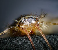 Gray silverfish - frontal, Heesch, Netherlands https://www.jungledragon.com/image/104915/gray_silverfish_-_body_shot_heesch_netherlands.html<br />
https://www.jungledragon.com/image/104914/gray_silverfish_-_body_shot_2_heesch_netherlands.html<br />
https://www.jungledragon.com/image/104916/gray_silverfish_-_lateral_heesch_netherlands.html<br />
This one dared to trespass in holy territory: my man cave. I found it underneath some diffusers, in a shallow metal container I use to store stuff. These insects are unable to climb slippery surfaces, which is the reason they're often found stuck in a sink.<br />
<br />
Whilst terrible climbers, they're extraordinarily fast. They shoot away like a snake, or perhaps more fitting...a fish. I've never found one in our house before. Given that they're somewhat unwanted (they feed on paper and various other soft substances), I decided to sacrifice it. <br />
<br />
Whilst I always struggle with handling tiny insects, this one has been the most fragile yet. It very easily loses its silvery scales upon any touch. I figured this would be an opportunity to try something I was planning for anyway. Instead of directly pinning the subject, here I placed it on black modeling clay. <br />
<br />
Without pinning, there's less damage to the subject. And one can model the clay easily to a shape that balances and fits the subject. It's also somewhat sticky, allowing for angles and rotations that are otherwise difficult to pull off.<br />
<br />
This species is basically only known from human settlements, it is unknown what their original natural environment is, other than the original specimen from South Africa, more than a century ago. <br />
<br />
They are considered pest-like, yet reproduce surprisingly slow. They may live up to a stunning 8 years, and only reach sexual maturity at the age of 3. That's an extraordinarily slow life cycle for an insect.<br />
<br />
If it is an insect at all. Currently classified as such, yet there seem to be discussions ongoing about exact placement. It is unlike most other insects for lacking wings, and it has no metamorphosis. <br />
<br />
Here's an excellent page documenting the 3 species occurring in the Netherlands in great detail:<br />
http://www.janvanduinen.nl/lepismatidae.php Ctenolepisma longicaudatum,Extreme Macro,Gray silverfish