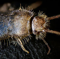 Gray silverfish - body shot 2, Heesch, Netherlands https://www.jungledragon.com/image/104915/gray_silverfish_-_body_shot_heesch_netherlands.html<br />
https://www.jungledragon.com/image/104916/gray_silverfish_-_lateral_heesch_netherlands.html<br />
https://www.jungledragon.com/image/104913/gray_silverfish_-_frontal_heesch_netherlands.html<br />
This one dared to trespass in holy territory: my man cave. I found it underneath some diffusers, in a shallow metal container I use to store stuff. These insects are unable to climb slippery surfaces, which is the reason they're often found stuck in a sink.<br />
<br />
Whilst terrible climbers, they're extraordinarily fast. They shoot away like a snake, or perhaps more fitting...a fish. I've never found one in our house before. Given that they're somewhat unwanted (they feed on paper and various other soft substances), I decided to sacrifice it. <br />
<br />
Whilst I always struggle with handling tiny insects, this one has been the most fragile yet. It very easily loses its silvery scales upon any touch. I figured this would be an opportunity to try something I was planning for anyway. Instead of directly pinning the subject, here I placed it on black modeling clay. <br />
<br />
Without pinning, there's less damage to the subject. And one can model the clay easily to a shape that balances and fits the subject. It's also somewhat sticky, allowing for angles and rotations that are otherwise difficult to pull off.<br />
<br />
This species is basically only known from human settlements, it is unknown what their original natural environment is, other than the original specimen from South Africa, more than a century ago. <br />
<br />
They are considered pest-like, yet reproduce surprisingly slow. They may live up to a stunning 8 years, and only reach sexual maturity at the age of 3. That's an extraordinarily slow life cycle for an insect.<br />
<br />
If it is an insect at all. Currently classified as such, yet there seem to be discussions ongoing about exact placement. It is unlike most other insects for lacking wings, and it has no metamorphosis. <br />
<br />
Here's an excellent page documenting the 3 species occurring in the Netherlands in great detail:<br />
http://www.janvanduinen.nl/lepismatidae.php Ctenolepisma longicaudatum,Extreme Macro,Gray silverfish
