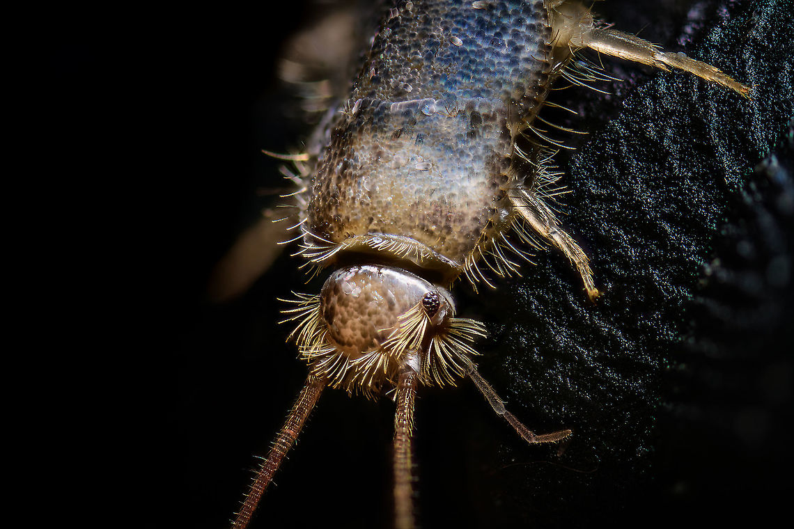 Gray silverfish - body shot, Heesch, Netherlands <figure class="photo"><a href="https://www.jungledragon.com/image/104914/gray_silverfish_-_body_shot_2_heesch_netherlands.html" title="Gray silverfish - body shot 2, Heesch, Netherlands"><img src="https://s3.amazonaws.com/media.jungledragon.com/images/2/104914_thumb.jpg?AWSAccessKeyId=05GMT0V3GWVNE7GGM1R2&Expires=1759968010&Signature=C1q71DqnIYzrrfQ5MhvmFJzl8qw%3D" width="200" height="198" alt="Gray silverfish - body shot 2, Heesch, Netherlands https://www.jungledragon.com/image/104915/gray_silverfish_-_body_shot_heesch_netherlands.html<br />
https://www.jungledragon.com/image/104916/gray_silverfish_-_lateral_heesch_netherlands.html<br />
https://www.jungledragon.com/image/104913/gray_silverfish_-_frontal_heesch_netherlands.html<br />
This one dared to trespass in holy territory: my man cave. I found it underneath some diffusers, in a shallow metal container I use to store stuff. These insects are unable to climb slippery surfaces, which is the reason they're often found stuck in a sink.<br />
<br />
Whilst terrible climbers, they're extraordinarily fast. They shoot away like a snake, or perhaps more fitting...a fish. I've never found one in our house before. Given that they're somewhat unwanted (they feed on paper and various other soft substances), I decided to sacrifice it. <br />
<br />
Whilst I always struggle with handling tiny insects, this one has been the most fragile yet. It very easily loses its silvery scales upon any touch. I figured this would be an opportunity to try something I was planning for anyway. Instead of directly pinning the subject, here I placed it on black modeling clay. <br />
<br />
Without pinning, there's less damage to the subject. And one can model the clay easily to a shape that balances and fits the subject. It's also somewhat sticky, allowing for angles and rotations that are otherwise difficult to pull off.<br />
<br />
This species is basically only known from human settlements, it is unknown what their original natural environment is, other than the original specimen from South Africa, more than a century ago. <br />
<br />
They are considered pest-like, yet reproduce surprisingly slow. They may live up to a stunning 8 years, and only reach sexual maturity at the age of 3. That's an extraordinarily slow life cycle for an insect.<br />
<br />
If it is an insect at all. Currently classified as such, yet there seem to be discussions ongoing about exact placement. It is unlike most other insects for lacking wings, and it has no metamorphosis. <br />
<br />
Here's an excellent page documenting the 3 species occurring in the Netherlands in great detail:<br />
http://www.janvanduinen.nl/lepismatidae.php Ctenolepisma longicaudatum,Extreme Macro,Gray silverfish" /></a></figure><br />
<figure class="photo"><a href="https://www.jungledragon.com/image/104916/gray_silverfish_-_lateral_heesch_netherlands.html" title="Gray silverfish - lateral, Heesch, Netherlands"><img src="https://s3.amazonaws.com/media.jungledragon.com/images/2/104916_thumb.jpg?AWSAccessKeyId=05GMT0V3GWVNE7GGM1R2&Expires=1759968010&Signature=9wl1G6qLNCPA2jpyU%2FHdNfP7WqQ%3D" width="200" height="134" alt="Gray silverfish - lateral, Heesch, Netherlands https://www.jungledragon.com/image/104915/gray_silverfish_-_body_shot_heesch_netherlands.html<br />
https://www.jungledragon.com/image/104914/gray_silverfish_-_body_shot_2_heesch_netherlands.html<br />
https://www.jungledragon.com/image/104913/gray_silverfish_-_frontal_heesch_netherlands.html<br />
This one dared to trespass in holy territory: my man cave. I found it underneath some diffusers, in a shallow metal container I use to store stuff. These insects are unable to climb slippery surfaces, which is the reason they're often found stuck in a sink.<br />
<br />
Whilst terrible climbers, they're extraordinarily fast. They shoot away like a snake, or perhaps more fitting...a fish. I've never found one in our house before. Given that they're somewhat unwanted (they feed on paper and various other soft substances), I decided to sacrifice it. <br />
<br />
Whilst I always struggle with handling tiny insects, this one has been the most fragile yet. It very easily loses its silvery scales upon any touch. I figured this would be an opportunity to try something I was planning for anyway. Instead of directly pinning the subject, here I placed it on black modeling clay. <br />
<br />
Without pinning, there's less damage to the subject. And one can model the clay easily to a shape that balances and fits the subject. It's also somewhat sticky, allowing for angles and rotations that are otherwise difficult to pull off.<br />
<br />
This species is basically only known from human settlements, it is unknown what their original natural environment is, other than the original specimen from South Africa, more than a century ago. <br />
<br />
They are considered pest-like, yet reproduce surprisingly slow. They may live up to a stunning 8 years, and only reach sexual maturity at the age of 3. That's an extraordinarily slow life cycle for an insect.<br />
<br />
If it is an insect at all. Currently classified as such, yet there seem to be discussions ongoing about exact placement. It is unlike most other insects for lacking wings, and it has no metamorphosis. <br />
<br />
Here's an excellent page documenting the 3 species occurring in the Netherlands in great detail:<br />
http://www.janvanduinen.nl/lepismatidae.php Ctenolepisma longicaudatum,Extreme Macro,Gray silverfish" /></a></figure><br />
<figure class="photo"><a href="https://www.jungledragon.com/image/104913/gray_silverfish_-_frontal_heesch_netherlands.html" title="Gray silverfish - frontal, Heesch, Netherlands"><img src="https://s3.amazonaws.com/media.jungledragon.com/images/2/104913_thumb.jpg?AWSAccessKeyId=05GMT0V3GWVNE7GGM1R2&Expires=1759968010&Signature=dqgeSZ7%2F5Z8qEIcsvrceoIf4I7Q%3D" width="200" height="174" alt="Gray silverfish - frontal, Heesch, Netherlands https://www.jungledragon.com/image/104915/gray_silverfish_-_body_shot_heesch_netherlands.html<br />
https://www.jungledragon.com/image/104914/gray_silverfish_-_body_shot_2_heesch_netherlands.html<br />
https://www.jungledragon.com/image/104916/gray_silverfish_-_lateral_heesch_netherlands.html<br />
This one dared to trespass in holy territory: my man cave. I found it underneath some diffusers, in a shallow metal container I use to store stuff. These insects are unable to climb slippery surfaces, which is the reason they're often found stuck in a sink.<br />
<br />
Whilst terrible climbers, they're extraordinarily fast. They shoot away like a snake, or perhaps more fitting...a fish. I've never found one in our house before. Given that they're somewhat unwanted (they feed on paper and various other soft substances), I decided to sacrifice it. <br />
<br />
Whilst I always struggle with handling tiny insects, this one has been the most fragile yet. It very easily loses its silvery scales upon any touch. I figured this would be an opportunity to try something I was planning for anyway. Instead of directly pinning the subject, here I placed it on black modeling clay. <br />
<br />
Without pinning, there's less damage to the subject. And one can model the clay easily to a shape that balances and fits the subject. It's also somewhat sticky, allowing for angles and rotations that are otherwise difficult to pull off.<br />
<br />
This species is basically only known from human settlements, it is unknown what their original natural environment is, other than the original specimen from South Africa, more than a century ago. <br />
<br />
They are considered pest-like, yet reproduce surprisingly slow. They may live up to a stunning 8 years, and only reach sexual maturity at the age of 3. That's an extraordinarily slow life cycle for an insect.<br />
<br />
If it is an insect at all. Currently classified as such, yet there seem to be discussions ongoing about exact placement. It is unlike most other insects for lacking wings, and it has no metamorphosis. <br />
<br />
Here's an excellent page documenting the 3 species occurring in the Netherlands in great detail:<br />
http://www.janvanduinen.nl/lepismatidae.php Ctenolepisma longicaudatum,Extreme Macro,Gray silverfish" /></a></figure><br />
This one dared to trespass in holy territory: my man cave. I found it underneath some diffusers, in a shallow metal container I use to store stuff. These insects are unable to climb slippery surfaces, which is the reason they're often found stuck in a sink.<br />
<br />
Whilst terrible climbers, they're extraordinarily fast. They shoot away like a snake, or perhaps more fitting...a fish. I've never found one in our house before. Given that they're somewhat unwanted (they feed on paper and various other soft substances), I decided to sacrifice it. <br />
<br />
Whilst I always struggle with handling tiny insects, this one has been the most fragile yet. It very easily loses its silvery scales upon any touch. I figured this would be an opportunity to try something I was planning for anyway. Instead of directly pinning the subject, here I placed it on black modeling clay. <br />
<br />
Without pinning, there's less damage to the subject. And one can model the clay easily to a shape that balances and fits the subject. It's also somewhat sticky, allowing for angles and rotations that are otherwise difficult to pull off.<br />
<br />
This species is basically only known from human settlements, it is unknown what their original natural environment is, other than the original specimen from South Africa, more than a century ago. <br />
<br />
They are considered pest-like, yet reproduce surprisingly slow. They may live up to a stunning 8 years, and only reach sexual maturity at the age of 3. That's an extraordinarily slow life cycle for an insect.<br />
<br />
If it is an insect at all. Currently classified as such, yet there seem to be discussions ongoing about exact placement. It is unlike most other insects for lacking wings, and it has no metamorphosis. <br />
<br />
Here's an excellent page documenting the 3 species occurring in the Netherlands in great detail:<br />
<a href="http://www.janvanduinen.nl/lepismatidae.php" rel="nofollow">http://www.janvanduinen.nl/lepismatidae.php</a> Ctenolepisma longicaudatum,Extreme Macro,Gray silverfish