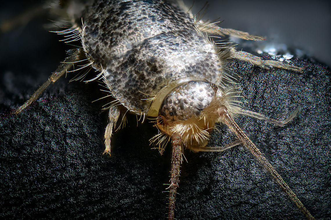 Gray silverfish - lateral, Heesch, Netherlands <figure class="photo"><a href="https://www.jungledragon.com/image/104915/gray_silverfish_-_body_shot_heesch_netherlands.html" title="Gray silverfish - body shot, Heesch, Netherlands"><img src="https://s3.amazonaws.com/media.jungledragon.com/images/2/104915_thumb.jpg?AWSAccessKeyId=05GMT0V3GWVNE7GGM1R2&Expires=1763596810&Signature=krcFVRw0Vv7ld3MW6ZcpVlb10jE%3D" width="200" height="134" alt="Gray silverfish - body shot, Heesch, Netherlands https://www.jungledragon.com/image/104914/gray_silverfish_-_body_shot_2_heesch_netherlands.html<br />
https://www.jungledragon.com/image/104916/gray_silverfish_-_lateral_heesch_netherlands.html<br />
https://www.jungledragon.com/image/104913/gray_silverfish_-_frontal_heesch_netherlands.html<br />
This one dared to trespass in holy territory: my man cave. I found it underneath some diffusers, in a shallow metal container I use to store stuff. These insects are unable to climb slippery surfaces, which is the reason they're often found stuck in a sink.<br />
<br />
Whilst terrible climbers, they're extraordinarily fast. They shoot away like a snake, or perhaps more fitting...a fish. I've never found one in our house before. Given that they're somewhat unwanted (they feed on paper and various other soft substances), I decided to sacrifice it. <br />
<br />
Whilst I always struggle with handling tiny insects, this one has been the most fragile yet. It very easily loses its silvery scales upon any touch. I figured this would be an opportunity to try something I was planning for anyway. Instead of directly pinning the subject, here I placed it on black modeling clay. <br />
<br />
Without pinning, there's less damage to the subject. And one can model the clay easily to a shape that balances and fits the subject. It's also somewhat sticky, allowing for angles and rotations that are otherwise difficult to pull off.<br />
<br />
This species is basically only known from human settlements, it is unknown what their original natural environment is, other than the original specimen from South Africa, more than a century ago. <br />
<br />
They are considered pest-like, yet reproduce surprisingly slow. They may live up to a stunning 8 years, and only reach sexual maturity at the age of 3. That's an extraordinarily slow life cycle for an insect.<br />
<br />
If it is an insect at all. Currently classified as such, yet there seem to be discussions ongoing about exact placement. It is unlike most other insects for lacking wings, and it has no metamorphosis. <br />
<br />
Here's an excellent page documenting the 3 species occurring in the Netherlands in great detail:<br />
http://www.janvanduinen.nl/lepismatidae.php Ctenolepisma longicaudatum,Extreme Macro,Gray silverfish" /></a></figure><br />
<figure class="photo"><a href="https://www.jungledragon.com/image/104914/gray_silverfish_-_body_shot_2_heesch_netherlands.html" title="Gray silverfish - body shot 2, Heesch, Netherlands"><img src="https://s3.amazonaws.com/media.jungledragon.com/images/2/104914_thumb.jpg?AWSAccessKeyId=05GMT0V3GWVNE7GGM1R2&Expires=1763596810&Signature=O4vvnFI%2BrbnqwRAUNhAXULN9mpQ%3D" width="200" height="198" alt="Gray silverfish - body shot 2, Heesch, Netherlands https://www.jungledragon.com/image/104915/gray_silverfish_-_body_shot_heesch_netherlands.html<br />
https://www.jungledragon.com/image/104916/gray_silverfish_-_lateral_heesch_netherlands.html<br />
https://www.jungledragon.com/image/104913/gray_silverfish_-_frontal_heesch_netherlands.html<br />
This one dared to trespass in holy territory: my man cave. I found it underneath some diffusers, in a shallow metal container I use to store stuff. These insects are unable to climb slippery surfaces, which is the reason they're often found stuck in a sink.<br />
<br />
Whilst terrible climbers, they're extraordinarily fast. They shoot away like a snake, or perhaps more fitting...a fish. I've never found one in our house before. Given that they're somewhat unwanted (they feed on paper and various other soft substances), I decided to sacrifice it. <br />
<br />
Whilst I always struggle with handling tiny insects, this one has been the most fragile yet. It very easily loses its silvery scales upon any touch. I figured this would be an opportunity to try something I was planning for anyway. Instead of directly pinning the subject, here I placed it on black modeling clay. <br />
<br />
Without pinning, there's less damage to the subject. And one can model the clay easily to a shape that balances and fits the subject. It's also somewhat sticky, allowing for angles and rotations that are otherwise difficult to pull off.<br />
<br />
This species is basically only known from human settlements, it is unknown what their original natural environment is, other than the original specimen from South Africa, more than a century ago. <br />
<br />
They are considered pest-like, yet reproduce surprisingly slow. They may live up to a stunning 8 years, and only reach sexual maturity at the age of 3. That's an extraordinarily slow life cycle for an insect.<br />
<br />
If it is an insect at all. Currently classified as such, yet there seem to be discussions ongoing about exact placement. It is unlike most other insects for lacking wings, and it has no metamorphosis. <br />
<br />
Here's an excellent page documenting the 3 species occurring in the Netherlands in great detail:<br />
http://www.janvanduinen.nl/lepismatidae.php Ctenolepisma longicaudatum,Extreme Macro,Gray silverfish" /></a></figure><br />
<figure class="photo"><a href="https://www.jungledragon.com/image/104913/gray_silverfish_-_frontal_heesch_netherlands.html" title="Gray silverfish - frontal, Heesch, Netherlands"><img src="https://s3.amazonaws.com/media.jungledragon.com/images/2/104913_thumb.jpg?AWSAccessKeyId=05GMT0V3GWVNE7GGM1R2&Expires=1763596810&Signature=JLnl1Soqg40jz1iTmp11sPt0sFU%3D" width="200" height="174" alt="Gray silverfish - frontal, Heesch, Netherlands https://www.jungledragon.com/image/104915/gray_silverfish_-_body_shot_heesch_netherlands.html<br />
https://www.jungledragon.com/image/104914/gray_silverfish_-_body_shot_2_heesch_netherlands.html<br />
https://www.jungledragon.com/image/104916/gray_silverfish_-_lateral_heesch_netherlands.html<br />
This one dared to trespass in holy territory: my man cave. I found it underneath some diffusers, in a shallow metal container I use to store stuff. These insects are unable to climb slippery surfaces, which is the reason they're often found stuck in a sink.<br />
<br />
Whilst terrible climbers, they're extraordinarily fast. They shoot away like a snake, or perhaps more fitting...a fish. I've never found one in our house before. Given that they're somewhat unwanted (they feed on paper and various other soft substances), I decided to sacrifice it. <br />
<br />
Whilst I always struggle with handling tiny insects, this one has been the most fragile yet. It very easily loses its silvery scales upon any touch. I figured this would be an opportunity to try something I was planning for anyway. Instead of directly pinning the subject, here I placed it on black modeling clay. <br />
<br />
Without pinning, there's less damage to the subject. And one can model the clay easily to a shape that balances and fits the subject. It's also somewhat sticky, allowing for angles and rotations that are otherwise difficult to pull off.<br />
<br />
This species is basically only known from human settlements, it is unknown what their original natural environment is, other than the original specimen from South Africa, more than a century ago. <br />
<br />
They are considered pest-like, yet reproduce surprisingly slow. They may live up to a stunning 8 years, and only reach sexual maturity at the age of 3. That's an extraordinarily slow life cycle for an insect.<br />
<br />
If it is an insect at all. Currently classified as such, yet there seem to be discussions ongoing about exact placement. It is unlike most other insects for lacking wings, and it has no metamorphosis. <br />
<br />
Here's an excellent page documenting the 3 species occurring in the Netherlands in great detail:<br />
http://www.janvanduinen.nl/lepismatidae.php Ctenolepisma longicaudatum,Extreme Macro,Gray silverfish" /></a></figure><br />
This one dared to trespass in holy territory: my man cave. I found it underneath some diffusers, in a shallow metal container I use to store stuff. These insects are unable to climb slippery surfaces, which is the reason they're often found stuck in a sink.<br />
<br />
Whilst terrible climbers, they're extraordinarily fast. They shoot away like a snake, or perhaps more fitting...a fish. I've never found one in our house before. Given that they're somewhat unwanted (they feed on paper and various other soft substances), I decided to sacrifice it. <br />
<br />
Whilst I always struggle with handling tiny insects, this one has been the most fragile yet. It very easily loses its silvery scales upon any touch. I figured this would be an opportunity to try something I was planning for anyway. Instead of directly pinning the subject, here I placed it on black modeling clay. <br />
<br />
Without pinning, there's less damage to the subject. And one can model the clay easily to a shape that balances and fits the subject. It's also somewhat sticky, allowing for angles and rotations that are otherwise difficult to pull off.<br />
<br />
This species is basically only known from human settlements, it is unknown what their original natural environment is, other than the original specimen from South Africa, more than a century ago. <br />
<br />
They are considered pest-like, yet reproduce surprisingly slow. They may live up to a stunning 8 years, and only reach sexual maturity at the age of 3. That's an extraordinarily slow life cycle for an insect.<br />
<br />
If it is an insect at all. Currently classified as such, yet there seem to be discussions ongoing about exact placement. It is unlike most other insects for lacking wings, and it has no metamorphosis. <br />
<br />
Here's an excellent page documenting the 3 species occurring in the Netherlands in great detail:<br />
<a href="http://www.janvanduinen.nl/lepismatidae.php" rel="nofollow">http://www.janvanduinen.nl/lepismatidae.php</a> Ctenolepisma longicaudatum,Extreme Macro,Gray silverfish