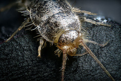 Gray silverfish - lateral, Heesch, Netherlands https://www.jungledragon.com/image/104915/gray_silverfish_-_body_shot_heesch_netherlands.html
https://www.jungledragon.com/image/104914/gray_silverfish_-_body_shot_2_heesch_netherlands.html
https://www.jungledragon.com/image/104913/gray_silverfish_-_frontal_heesch_netherlands.html
This one dared to trespass in holy territory: my man cave. I found it underneath some diffusers, in a shallow metal container I use to store stuff. These insects are unable to climb slippery surfaces, which is the reason they're often found stuck in a sink.

Whilst terrible climbers, they're extraordinarily fast. They shoot away like a snake, or perhaps more fitting...a fish. I've never found one in our house before. Given that they're somewhat unwanted (they feed on paper and various other soft substances), I decided to sacrifice it. 

Whilst I always struggle with handling tiny insects, this one has been the most fragile yet. It very easily loses its silvery scales upon any touch. I figured this would be an opportunity to try something I was planning for anyway. Instead of directly pinning the subject, here I placed it on black modeling clay. 

Without pinning, there's less damage to the subject. And one can model the clay easily to a shape that balances and fits the subject. It's also somewhat sticky, allowing for angles and rotations that are otherwise difficult to pull off.

This species is basically only known from human settlements, it is unknown what their original natural environment is, other than the original specimen from South Africa, more than a century ago. 

They are considered pest-like, yet reproduce surprisingly slow. They may live up to a stunning 8 years, and only reach sexual maturity at the age of 3. That's an extraordinarily slow life cycle for an insect.

If it is an insect at all. Currently classified as such, yet there seem to be discussions ongoing about exact placement. It is unlike most other insects for lacking wings, and it has no metamorphosis. 

Here's an excellent page documenting the 3 species occurring in the Netherlands in great detail:
http://www.janvanduinen.nl/lepismatidae.php Ctenolepisma longicaudatum,Extreme Macro,Gray silverfish