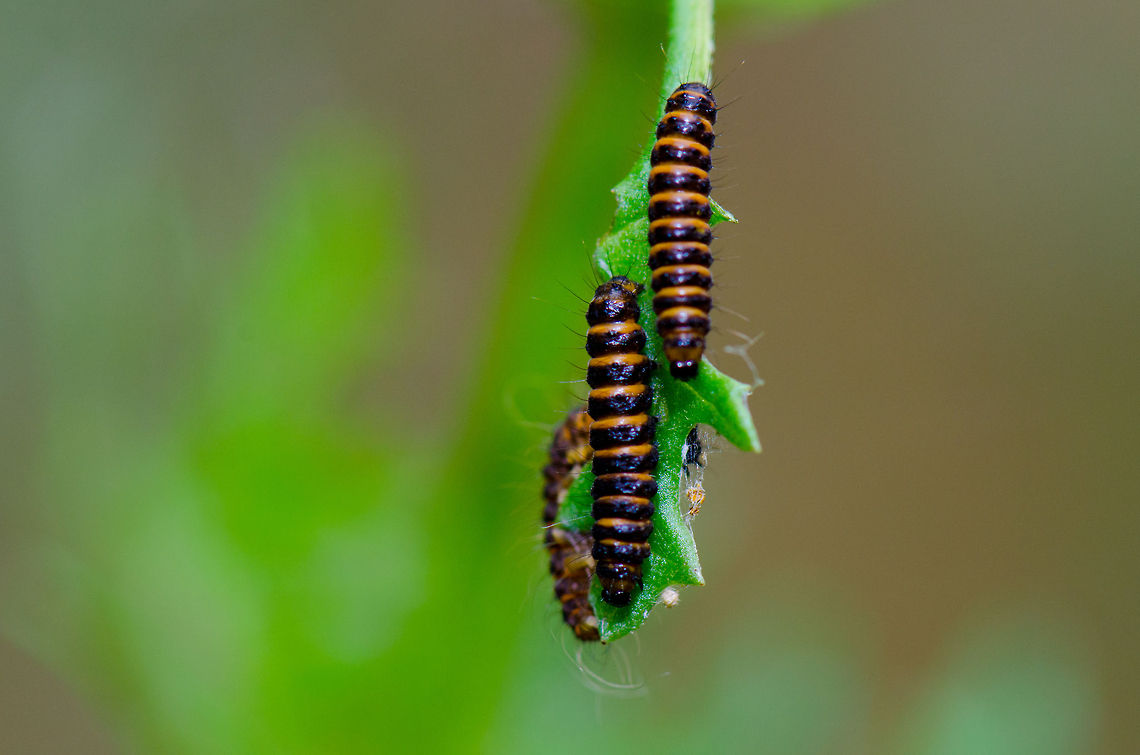 Pair of Cinnabar moths at Veluwe  Cinnabar moth,Harderwijk,Macro,Netherlands,Tyria jacobaeae,Veluwe