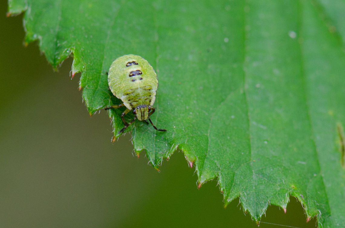 Shield Bug Nymph  Green shield bug,Harderwijk,Macro,Netherlands,Palomena prasina,Veluwe