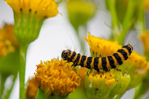 Cinnabar moth on yellow flower at Veluwe  Cinnabar moth,Harderwijk,Macro,Netherlands,Tyria jacobaeae,Veluwe,moth week 2018