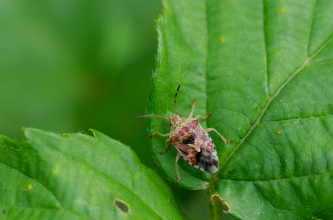 Parent bug at Veluwe Not 100% sure about the species, but it seems like a close match at least. Elasmucha grisea,Harderwijk,Macro,Netherlands,Parent bug,Veluwe