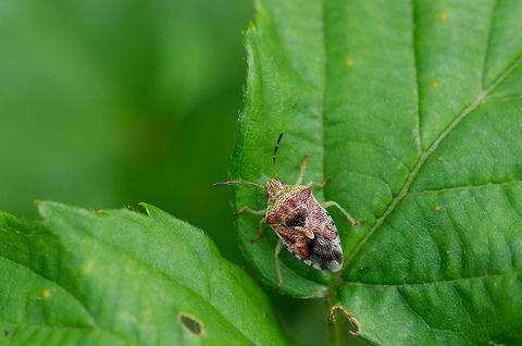 Parent bug at Veluwe Not 100% sure about the species, but it seems like a close match at least. Elasmucha grisea,Harderwijk,Macro,Netherlands,Parent bug,Veluwe