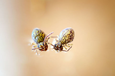 Dicyrtoma dorsosignata, Heesch, Netherlands Update: Matty Berg has confirmed this is indeed a new species report for the Netherlands. We're discussing if specimen collection is possible, and possibly the find may be included in a new article.

Update 2: Specimen collected and confirmed successfully:
https://www.jungledragon.com/image/105252/dicyrtoma_dorsosignata_specimen_netherlands.html
Two weeks ago, I photographed my first springtail:

https://www.jungledragon.com/image/104612/dicyrtomina_ornata_heesch_netherlands.html

...which I found on the water surface of a mini-pond in our back yard. A few days ago, I checked it again, and this time found 10 individuals. I first speculated perhaps wind got them into the pond, but now think they walk or fall into it from the edge, with no way to crawl out of it again. This morning I added some branches and leafs so that they do not get permanently trapped.

As before, I collected them into a petri dish for inside photography.

To my joy, the 10 individuals showed some diversity in appearance and size: probably multiple species as well as singular species at multiple instars. To solve the puzzle of which individual is which species, I contacted Frans Janssens, the man behind http://collembola.org/. This seems to be the ultimate in-depth springtail taxonomy reference that Frans has been working on longer than I exist, since 1976.

I'll be sharing a series of photos from this session over the coming days, yet this particular one has some priority. It is speculated to be Dicyrtoma dorsosignata. According to Frans, this is intriguing as it is known thus far as a mediterranean species, typically reported from France, Portugal, Malta, etc. Now that it is online, we hope Matty Berg (the authority on this group in the Netherlands) will confirm it as a possible new species for the Netherlands.

I'll conclude with some "making of" notes, for the interested. From the earlier session 2 weeks ago I learned that handheld 5:1 photography is extremely difficult, as is obvious. So for this 2nd session I experimented a bit with a proper support system:
https://ibb.co/YNg8RXN

The metal frame in the bottom is not a tripod, it's a light stand, the Manfrotto 003. You can't adjust the height of it, it's just a super solid stand. Very heavy, and stays in place. It's shockingly inexpensive given the material and quality. Normally, you'd put an extension pole into the stand, and then add lights or light shapers (umbrellas) to it. 

Not this time. I added the spigot (the golden-colored connector, Manfrotto 013) after which you can put anything to it that accepts a standard thread size. In this case, I added a super heavy duty tripod head, the Manfrotto MHXPRO-BHQ2. I normally avoid recommending gear in this place, but gladly make an exception for this jewel. This ballhead tripod head allows for a massive 10kg of load. And it takes it effortlessly. Even when under heavy load, you have fine grained control over movement and friction, in any direction. The ball is fully enclosed and therefore there is no grease. Given the class it competes in, this product is inexpensive and an absolute top performer.

With this support system in place, most of my own movement is negated. Not to mention that it takes a lot of weight out of my hands, making possible a longer session. Focusing at the proper depth still is a challenge. My main method here is to use focus peaking via the live view screen. This paints a red overlay at the area in focus. Yet is tiny in this situation. I've learned that the beginning of their antennae is the proper focal point. Combined with f/8, there's a reasonable chance the head is in focus. Still about only 1 in 8 shots are passable this way, so the strategy is to just shoot lots and hope for the best.

The last challenge is light. With the end of the lens almost hitting the water, it's tricky to light the front of the animal. In this case I used the Godox AK-R11 Dome and positioned it to the side of the petri dish. I don't even own a Godox flash, this is just a cheap yet useful accessory. Next, I place a very strong flash unit in front of it. This effectively floods the scene with light that is strong yet spread. At 5:1 combined with f/8, the effective aperture is f/48. This means the Speedlight needs to fire at full power. Since no speedlight can sustain that for any length of time, I used a flash power pack.

For now I have tentatively identified it as Dicyrtoma dorsosignata. I will update this post once experts have confirmed/rejected this proposal. Dicyrtoma dorsosignata,Europe,Extreme Macro,Fall,Geotagged,Netherlands,Springtail,World