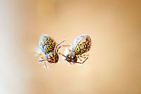 Dicyrtoma dorsosignata, Heesch, Netherlands Update: Matty Berg has confirmed this is indeed a new species report for the Netherlands. We're discussing if specimen collection is possible, and possibly the find may be included in a new article.<br />
<br />
Update 2: Specimen collected and confirmed successfully:<br />
https://www.jungledragon.com/image/105252/dicyrtoma_dorsosignata_specimen_netherlands.html<br />
Two weeks ago, I photographed my first springtail:<br />
<br />
https://www.jungledragon.com/image/104612/dicyrtomina_ornata_heesch_netherlands.html<br />
<br />
...which I found on the water surface of a mini-pond in our back yard. A few days ago, I checked it again, and this time found 10 individuals. I first speculated perhaps wind got them into the pond, but now think they walk or fall into it from the edge, with no way to crawl out of it again. This morning I added some branches and leafs so that they do not get permanently trapped.<br />
<br />
As before, I collected them into a petri dish for inside photography.<br />
<br />
To my joy, the 10 individuals showed some diversity in appearance and size: probably multiple species as well as singular species at multiple instars. To solve the puzzle of which individual is which species, I contacted Frans Janssens, the man behind http://collembola.org/. This seems to be the ultimate in-depth springtail taxonomy reference that Frans has been working on longer than I exist, since 1976.<br />
<br />
I'll be sharing a series of photos from this session over the coming days, yet this particular one has some priority. It is speculated to be Dicyrtoma dorsosignata. According to Frans, this is intriguing as it is known thus far as a mediterranean species, typically reported from France, Portugal, Malta, etc. Now that it is online, we hope Matty Berg (the authority on this group in the Netherlands) will confirm it as a possible new species for the Netherlands.<br />
<br />
I'll conclude with some "making of" notes, for the interested. From the earlier session 2 weeks ago I learned that handheld 5:1 photography is extremely difficult, as is obvious. So for this 2nd session I experimented a bit with a proper support system:<br />
https://ibb.co/YNg8RXN<br />
<br />
The metal frame in the bottom is not a tripod, it's a light stand, the Manfrotto 003. You can't adjust the height of it, it's just a super solid stand. Very heavy, and stays in place. It's shockingly inexpensive given the material and quality. Normally, you'd put an extension pole into the stand, and then add lights or light shapers (umbrellas) to it. <br />
<br />
Not this time. I added the spigot (the golden-colored connector, Manfrotto 013) after which you can put anything to it that accepts a standard thread size. In this case, I added a super heavy duty tripod head, the Manfrotto MHXPRO-BHQ2. I normally avoid recommending gear in this place, but gladly make an exception for this jewel. This ballhead tripod head allows for a massive 10kg of load. And it takes it effortlessly. Even when under heavy load, you have fine grained control over movement and friction, in any direction. The ball is fully enclosed and therefore there is no grease. Given the class it competes in, this product is inexpensive and an absolute top performer.<br />
<br />
With this support system in place, most of my own movement is negated. Not to mention that it takes a lot of weight out of my hands, making possible a longer session. Focusing at the proper depth still is a challenge. My main method here is to use focus peaking via the live view screen. This paints a red overlay at the area in focus. Yet is tiny in this situation. I've learned that the beginning of their antennae is the proper focal point. Combined with f/8, there's a reasonable chance the head is in focus. Still about only 1 in 8 shots are passable this way, so the strategy is to just shoot lots and hope for the best.<br />
<br />
The last challenge is light. With the end of the lens almost hitting the water, it's tricky to light the front of the animal. In this case I used the Godox AK-R11 Dome and positioned it to the side of the petri dish. I don't even own a Godox flash, this is just a cheap yet useful accessory. Next, I place a very strong flash unit in front of it. This effectively floods the scene with light that is strong yet spread. At 5:1 combined with f/8, the effective aperture is f/48. This means the Speedlight needs to fire at full power. Since no speedlight can sustain that for any length of time, I used a flash power pack.<br />
<br />
For now I have tentatively identified it as Dicyrtoma dorsosignata. I will update this post once experts have confirmed/rejected this proposal. Dicyrtoma dorsosignata,Europe,Extreme Macro,Fall,Geotagged,Netherlands,Springtail,World