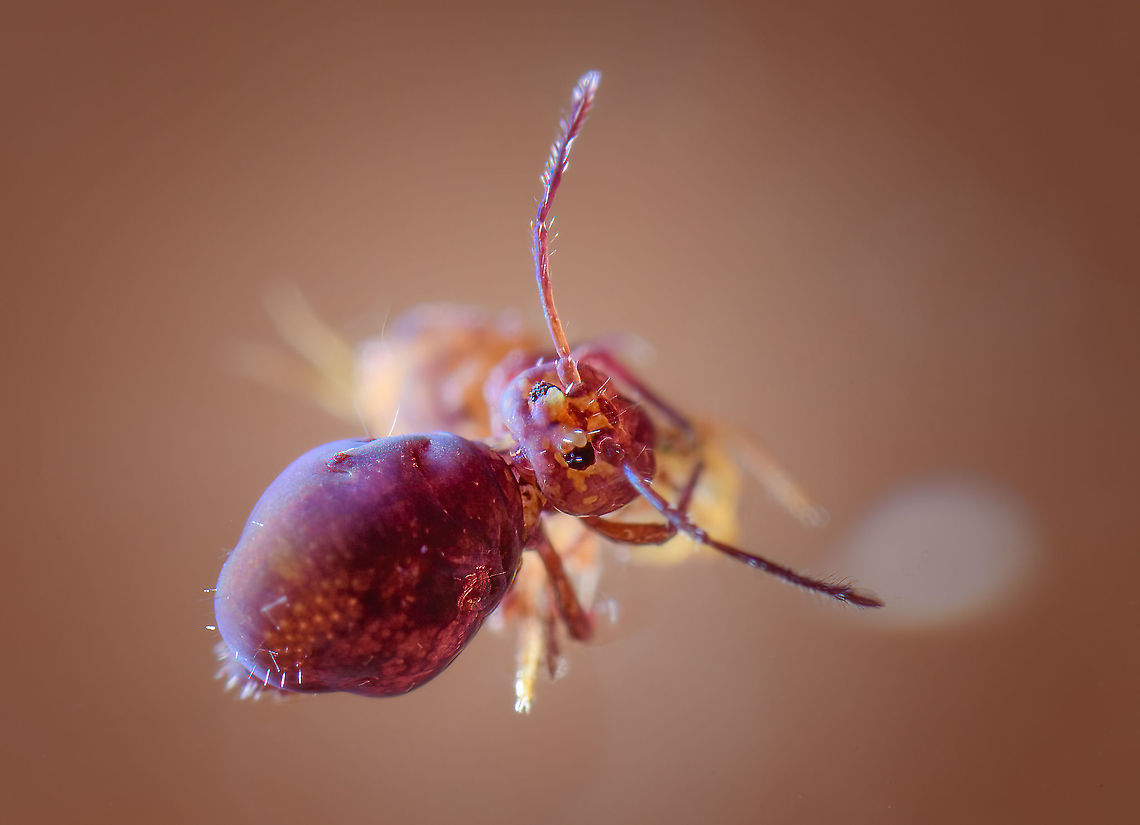 Dicyrtoma fusca, lateral, Netherlands Lateral 5:1 view of Dicyrtoma fusca. This species is characterized by its overall dark red/purple appearance. Furthermore, it is relatively large compared to other commonly found species such as Dicyrtomina ornata. I didn&#039;t measure this one, yet to a layman like me it seems about twice as large as Dicyrtomina ornata.<br />
<br />
In this scene, it is actually climbing over a Dicyrtomina ornata, the yellow species in the background. More information on how this was found and photographed in this post:<br />
<figure class="photo"><a href="https://www.jungledragon.com/image/104964/dicyrtoma_dorsosignata_heesch_netherlands.html" title="Dicyrtoma dorsosignata, Heesch, Netherlands"><img src="https://s3.amazonaws.com/media.jungledragon.com/images/2/104964_thumb.jpg?AWSAccessKeyId=05GMT0V3GWVNE7GGM1R2&Expires=1759968010&Signature=RNgLby%2BwIuJ3jzFO4dUxSOdKhcY%3D" width="200" height="134" alt="Dicyrtoma dorsosignata, Heesch, Netherlands Update: Matty Berg has confirmed this is indeed a new species report for the Netherlands. We&#039;re discussing if specimen collection is possible, and possibly the find may be included in a new article.<br />
<br />
Update 2: Specimen collected and confirmed successfully:<br />
https://www.jungledragon.com/image/105252/dicyrtoma_dorsosignata_specimen_netherlands.html<br />
Two weeks ago, I photographed my first springtail:<br />
<br />
https://www.jungledragon.com/image/104612/dicyrtomina_ornata_heesch_netherlands.html<br />
<br />
...which I found on the water surface of a mini-pond in our back yard. A few days ago, I checked it again, and this time found 10 individuals. I first speculated perhaps wind got them into the pond, but now think they walk or fall into it from the edge, with no way to crawl out of it again. This morning I added some branches and leafs so that they do not get permanently trapped.<br />
<br />
As before, I collected them into a petri dish for inside photography.<br />
<br />
To my joy, the 10 individuals showed some diversity in appearance and size: probably multiple species as well as singular species at multiple instars. To solve the puzzle of which individual is which species, I contacted Frans Janssens, the man behind http://collembola.org/. This seems to be the ultimate in-depth springtail taxonomy reference that Frans has been working on longer than I exist, since 1976.<br />
<br />
I&#039;ll be sharing a series of photos from this session over the coming days, yet this particular one has some priority. It is speculated to be Dicyrtoma dorsosignata. According to Frans, this is intriguing as it is known thus far as a mediterranean species, typically reported from France, Portugal, Malta, etc. Now that it is online, we hope Matty Berg (the authority on this group in the Netherlands) will confirm it as a possible new species for the Netherlands.<br />
<br />
I&#039;ll conclude with some &quot;making of&quot; notes, for the interested. From the earlier session 2 weeks ago I learned that handheld 5:1 photography is extremely difficult, as is obvious. So for this 2nd session I experimented a bit with a proper support system:<br />
https://ibb.co/YNg8RXN<br />
<br />
The metal frame in the bottom is not a tripod, it&#039;s a light stand, the Manfrotto 003. You can&#039;t adjust the height of it, it&#039;s just a super solid stand. Very heavy, and stays in place. It&#039;s shockingly inexpensive given the material and quality. Normally, you&#039;d put an extension pole into the stand, and then add lights or light shapers (umbrellas) to it. <br />
<br />
Not this time. I added the spigot (the golden-colored connector, Manfrotto 013) after which you can put anything to it that accepts a standard thread size. In this case, I added a super heavy duty tripod head, the Manfrotto MHXPRO-BHQ2. I normally avoid recommending gear in this place, but gladly make an exception for this jewel. This ballhead tripod head allows for a massive 10kg of load. And it takes it effortlessly. Even when under heavy load, you have fine grained control over movement and friction, in any direction. The ball is fully enclosed and therefore there is no grease. Given the class it competes in, this product is inexpensive and an absolute top performer.<br />
<br />
With this support system in place, most of my own movement is negated. Not to mention that it takes a lot of weight out of my hands, making possible a longer session. Focusing at the proper depth still is a challenge. My main method here is to use focus peaking via the live view screen. This paints a red overlay at the area in focus. Yet is tiny in this situation. I&#039;ve learned that the beginning of their antennae is the proper focal point. Combined with f/8, there&#039;s a reasonable chance the head is in focus. Still about only 1 in 8 shots are passable this way, so the strategy is to just shoot lots and hope for the best.<br />
<br />
The last challenge is light. With the end of the lens almost hitting the water, it&#039;s tricky to light the front of the animal. In this case I used the Godox AK-R11 Dome and positioned it to the side of the petri dish. I don&#039;t even own a Godox flash, this is just a cheap yet useful accessory. Next, I place a very strong flash unit in front of it. This effectively floods the scene with light that is strong yet spread. At 5:1 combined with f/8, the effective aperture is f/48. This means the Speedlight needs to fire at full power. Since no speedlight can sustain that for any length of time, I used a flash power pack.<br />
<br />
For now I have tentatively identified it as Dicyrtoma dorsosignata. I will update this post once experts have confirmed/rejected this proposal. Dicyrtoma dorsosignata,Europe,Extreme Macro,Fall,Geotagged,Netherlands,Springtail,World" /></a></figure><br />
Frontal:<br />
<br />
<figure class="photo"><a href="https://www.jungledragon.com/image/104974/dicyrtoma_fusca_frontal_netherlands.html" title="Dicyrtoma fusca, frontal, Netherlands"><img src="https://s3.amazonaws.com/media.jungledragon.com/images/2/104974_thumb.jpg?AWSAccessKeyId=05GMT0V3GWVNE7GGM1R2&Expires=1759968010&Signature=0EqaFnhZtK8Nb9POPUqPPuTr2wc%3D" width="200" height="134" alt="Dicyrtoma fusca, frontal, Netherlands Frontal 5:1 crop view of Dicyrtoma fusca. This species is characterized by its overall dark red/purple appearance. Furthermore, it is relatively large compared to other commonly found species such as Dicyrtomina ornata. I didn&#039;t measure this one, yet to a layman like me it seems about twice as large as Dicyrtomina ornata.<br />
https://www.jungledragon.com/image/104971/dicyrtoma_fusca_lateral_netherlands.html Dicyrtoma fusca,Europe,Extreme Macro,Netherlands,Springtail,World" /></a></figure> Dicyrtoma fusca,Europe,Extreme Macro,Netherlands,Springtail,World