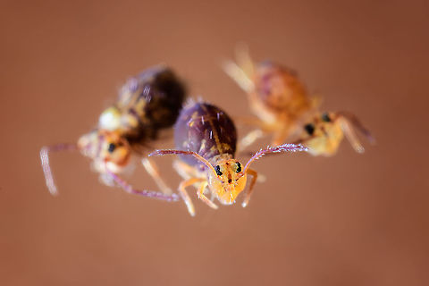 Dicyrtomina ornata adult, Heesch, Netherlands Although only one is in focus, all 3 springtails in the scene are Dicyrtomina ornata. The middle and left one are dark, which is an indication of their older age compared to the brighter individual on the right. Dicyrtomina ornata,Europe,Extreme Macro,Netherlands,Springtail,World