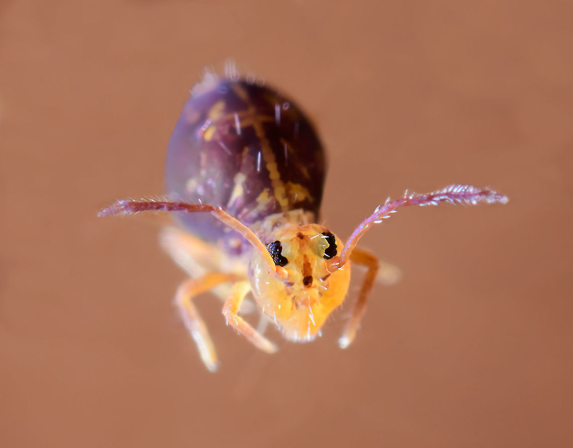 Dicyrtomina ornata adult (crop), Heesch, Netherlands This is a crop of the following photo, manipulated as I removed the background:<br />
<figure class="photo"><a href="https://www.jungledragon.com/image/104972/dicyrtomina_ornata_adult_heesch_netherlands.html" title="Dicyrtomina ornata adult, Heesch, Netherlands"><img src="https://s3.amazonaws.com/media.jungledragon.com/images/2/104972_thumb.jpg?AWSAccessKeyId=05GMT0V3GWVNE7GGM1R2&Expires=1759968010&Signature=bGJ1AwqUMlAL%2BF%2FPnLIMRYUfy5U%3D" width="200" height="134" alt="Dicyrtomina ornata adult, Heesch, Netherlands Although only one is in focus, all 3 springtails in the scene are Dicyrtomina ornata. The middle and left one are dark, which is an indication of their older age compared to the brighter individual on the right. Dicyrtomina ornata,Europe,Extreme Macro,Netherlands,Springtail,World" /></a></figure> Dicyrtomina ornata,Europe,Extreme Macro,Netherlands,Springtail,World