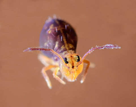 Dicyrtomina ornata adult (crop), Heesch, Netherlands This is a crop of the following photo, manipulated as I removed the background:
https://www.jungledragon.com/image/104972/dicyrtomina_ornata_adult_heesch_netherlands.html Dicyrtomina ornata,Europe,Extreme Macro,Netherlands,Springtail,World