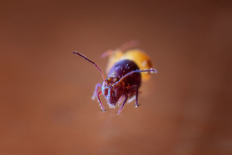 Dicyrtoma fusca, frontal, Netherlands Frontal 5:1 crop view of Dicyrtoma fusca. This species is characterized by its overall dark red/purple appearance. Furthermore, it is relatively large compared to other commonly found species such as Dicyrtomina ornata. I didn't measure this one, yet to a layman like me it seems about twice as large as Dicyrtomina ornata.
https://www.jungledragon.com/image/104971/dicyrtoma_fusca_lateral_netherlands.html Dicyrtoma fusca,Europe,Extreme Macro,Netherlands,Springtail,World