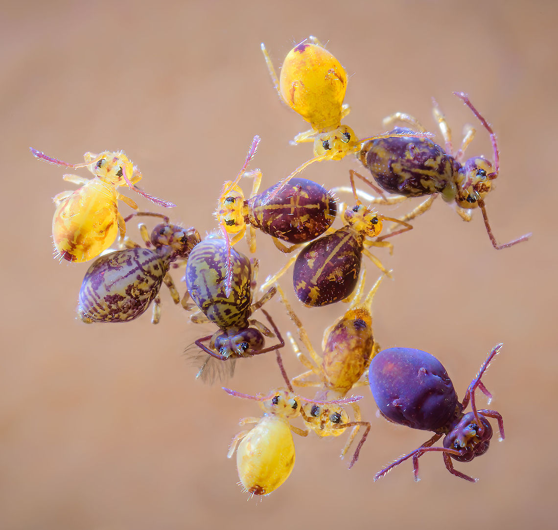 Dicyrtoma fusca + Dicyrtoma dorsosignata + Dicyrtomina ornata Here&#039;s the value pack, bulk discount shot of last weekend&#039;s springtail session. It shows all 10 individuals collected in a petri dish in a single 5:1 shot, cropped. I didn&#039;t even position them, they drifted to the middle on their own. I did take some 50 shots to get them aligned and somewhat in focus. Kind of like a group shot of people, always somebody blinking.<br />
<br />
Let&#039;s discuss species, with credit to Frans Jansen for the help (<a href="http://collembola.org/)" rel="nofollow">http://collembola.org/)</a>. <br />
<br />
In the bottom right corner, the dark red/purple individual is Dicyrtoma fusca. It is significantly larger than the others. Here it is isolated:<br />
<br />
<figure class="photo"><a href="https://www.jungledragon.com/image/104971/dicyrtoma_fusca_lateral_netherlands.html" title="Dicyrtoma fusca, lateral, Netherlands"><img src="https://s3.amazonaws.com/media.jungledragon.com/images/2/104971_thumb.jpg?AWSAccessKeyId=05GMT0V3GWVNE7GGM1R2&Expires=1767225610&Signature=pVJ5%2BEtt9TKGjFbGpPqrKwNt%2F0M%3D" width="200" height="146" alt="Dicyrtoma fusca, lateral, Netherlands Lateral 5:1 view of Dicyrtoma fusca. This species is characterized by its overall dark red/purple appearance. Furthermore, it is relatively large compared to other commonly found species such as Dicyrtomina ornata. I didn&#039;t measure this one, yet to a layman like me it seems about twice as large as Dicyrtomina ornata.<br />
<br />
In this scene, it is actually climbing over a Dicyrtomina ornata, the yellow species in the background. More information on how this was found and photographed in this post:<br />
https://www.jungledragon.com/image/104964/dicyrtoma_dorsosignata_heesch_netherlands.html<br />
Frontal:<br />
<br />
https://www.jungledragon.com/image/104974/dicyrtoma_fusca_frontal_netherlands.html Dicyrtoma fusca,Europe,Extreme Macro,Netherlands,Springtail,World" /></a></figure><br />
<figure class="photo"><a href="https://www.jungledragon.com/image/104974/dicyrtoma_fusca_frontal_netherlands.html" title="Dicyrtoma fusca, frontal, Netherlands"><img src="https://s3.amazonaws.com/media.jungledragon.com/images/2/104974_thumb.jpg?AWSAccessKeyId=05GMT0V3GWVNE7GGM1R2&Expires=1767225610&Signature=XmAvbyTyEMJQv5BWKuqin34hVzE%3D" width="200" height="134" alt="Dicyrtoma fusca, frontal, Netherlands Frontal 5:1 crop view of Dicyrtoma fusca. This species is characterized by its overall dark red/purple appearance. Furthermore, it is relatively large compared to other commonly found species such as Dicyrtomina ornata. I didn&#039;t measure this one, yet to a layman like me it seems about twice as large as Dicyrtomina ornata.<br />
https://www.jungledragon.com/image/104971/dicyrtoma_fusca_lateral_netherlands.html Dicyrtoma fusca,Europe,Extreme Macro,Netherlands,Springtail,World" /></a></figure><br />
At 9 o&#039; clock, you see a pair of muddy green/yellow individuals with a distinctive pattern. This is Dicyrtoma dorsosignata, which as of yesterday is confirmed to be the first known report of the species in the Netherlands:<br />
<br />
<figure class="photo"><a href="https://www.jungledragon.com/image/104964/dicyrtoma_dorsosignata_heesch_netherlands.html" title="Dicyrtoma dorsosignata, Heesch, Netherlands"><img src="https://s3.amazonaws.com/media.jungledragon.com/images/2/104964_thumb.jpg?AWSAccessKeyId=05GMT0V3GWVNE7GGM1R2&Expires=1767225610&Signature=vGv6EI3D93MnsTid6e1zHbpLXMY%3D" width="200" height="134" alt="Dicyrtoma dorsosignata, Heesch, Netherlands Update: Matty Berg has confirmed this is indeed a new species report for the Netherlands. We&#039;re discussing if specimen collection is possible, and possibly the find may be included in a new article.<br />
<br />
Update 2: Specimen collected and confirmed successfully:<br />
https://www.jungledragon.com/image/105252/dicyrtoma_dorsosignata_specimen_netherlands.html<br />
Two weeks ago, I photographed my first springtail:<br />
<br />
https://www.jungledragon.com/image/104612/dicyrtomina_ornata_heesch_netherlands.html<br />
<br />
...which I found on the water surface of a mini-pond in our back yard. A few days ago, I checked it again, and this time found 10 individuals. I first speculated perhaps wind got them into the pond, but now think they walk or fall into it from the edge, with no way to crawl out of it again. This morning I added some branches and leafs so that they do not get permanently trapped.<br />
<br />
As before, I collected them into a petri dish for inside photography.<br />
<br />
To my joy, the 10 individuals showed some diversity in appearance and size: probably multiple species as well as singular species at multiple instars. To solve the puzzle of which individual is which species, I contacted Frans Janssens, the man behind http://collembola.org/. This seems to be the ultimate in-depth springtail taxonomy reference that Frans has been working on longer than I exist, since 1976.<br />
<br />
I&#039;ll be sharing a series of photos from this session over the coming days, yet this particular one has some priority. It is speculated to be Dicyrtoma dorsosignata. According to Frans, this is intriguing as it is known thus far as a mediterranean species, typically reported from France, Portugal, Malta, etc. Now that it is online, we hope Matty Berg (the authority on this group in the Netherlands) will confirm it as a possible new species for the Netherlands.<br />
<br />
I&#039;ll conclude with some &quot;making of&quot; notes, for the interested. From the earlier session 2 weeks ago I learned that handheld 5:1 photography is extremely difficult, as is obvious. So for this 2nd session I experimented a bit with a proper support system:<br />
https://ibb.co/YNg8RXN<br />
<br />
The metal frame in the bottom is not a tripod, it&#039;s a light stand, the Manfrotto 003. You can&#039;t adjust the height of it, it&#039;s just a super solid stand. Very heavy, and stays in place. It&#039;s shockingly inexpensive given the material and quality. Normally, you&#039;d put an extension pole into the stand, and then add lights or light shapers (umbrellas) to it. <br />
<br />
Not this time. I added the spigot (the golden-colored connector, Manfrotto 013) after which you can put anything to it that accepts a standard thread size. In this case, I added a super heavy duty tripod head, the Manfrotto MHXPRO-BHQ2. I normally avoid recommending gear in this place, but gladly make an exception for this jewel. This ballhead tripod head allows for a massive 10kg of load. And it takes it effortlessly. Even when under heavy load, you have fine grained control over movement and friction, in any direction. The ball is fully enclosed and therefore there is no grease. Given the class it competes in, this product is inexpensive and an absolute top performer.<br />
<br />
With this support system in place, most of my own movement is negated. Not to mention that it takes a lot of weight out of my hands, making possible a longer session. Focusing at the proper depth still is a challenge. My main method here is to use focus peaking via the live view screen. This paints a red overlay at the area in focus. Yet is tiny in this situation. I&#039;ve learned that the beginning of their antennae is the proper focal point. Combined with f/8, there&#039;s a reasonable chance the head is in focus. Still about only 1 in 8 shots are passable this way, so the strategy is to just shoot lots and hope for the best.<br />
<br />
The last challenge is light. With the end of the lens almost hitting the water, it&#039;s tricky to light the front of the animal. In this case I used the Godox AK-R11 Dome and positioned it to the side of the petri dish. I don&#039;t even own a Godox flash, this is just a cheap yet useful accessory. Next, I place a very strong flash unit in front of it. This effectively floods the scene with light that is strong yet spread. At 5:1 combined with f/8, the effective aperture is f/48. This means the Speedlight needs to fire at full power. Since no speedlight can sustain that for any length of time, I used a flash power pack.<br />
<br />
For now I have tentatively identified it as Dicyrtoma dorsosignata. I will update this post once experts have confirmed/rejected this proposal. Dicyrtoma dorsosignata,Europe,Extreme Macro,Fall,Geotagged,Netherlands,Springtail,World" /></a></figure><br />
All 7 remaining individuals are the commonly found Dicyrtomina ornata, at different stages in their life cycle. Simplified: the larger the older, the darker the older. <br />
<br />
Another interesting thing I learned from Frans is the taxonomy history, and how this affects naming. As you can see from my photo, a singular species can have a wildly different appearance based on its life stage. Early taxonomists sometimes categorized them (incorrectly) as a separate species. For example, this one...<br />
<br />
<figure class="photo"><a href="https://www.jungledragon.com/image/104612/dicyrtomina_ornata_heesch_netherlands.html" title="Dicyrtomina ornata, Heesch, Netherlands"><img src="https://s3.amazonaws.com/media.jungledragon.com/images/2/104612_thumb.jpg?AWSAccessKeyId=05GMT0V3GWVNE7GGM1R2&Expires=1767225610&Signature=iSHRv3BcM1sIozR7j9DlsxxXTK8%3D" width="200" height="134" alt="Dicyrtomina ornata, Heesch, Netherlands Our garden, little as it may be, has been a valuable source of extreme macro subjects thus far. Yet this being November, the insect world is bracing for winter. Except perhaps for...winter insects.<br />
<br />
If it wasn&#039;t for our new laser-pen-obsessed cat forcing me outside, I&#039;d had no business there. For no particular reason I figured to do another gaze in the mini pond that I had been ignoring for weeks. These are just buckets of water dug into the ground. I pretty much let nature figure out what to do with this habitat.<br />
<br />
Eye ball almost meeting the water line, I normally look into the water. To see if anything moves down below. Being this very close to the water line, I noticed something tiny sitting on the surface itself. Arthropod-like but too small to the naked eye to decipher anything else.<br />
<br />
I carefully poured it into a petri dish and took it inside. I had a quick look in the viewfinder and rejoiced: a springtail! <br />
<br />
I know they exist. They are likely the most numerous of any insect species in our garden, yet thus far I&#039;ve never consciously seen one, let alone capture one. Probably because I wasn&#039;t trying very hard, yet also because of their small size. They are easy to overlook and even if detected, standard macro photography (1:1) would struggle to capture them in detail, depending on which species it concerns:<br />
<br />
https://www.collembola.org/images/hopkin/2005/megmin01.jpg<br />
<br />
Both subjects are springtails. The small blob is a mere 0.25mm, the &quot;giant&quot; 6mm. The particular species on my photo has these dimensions:<br />
<br />
- body length (head to butt): 1.7mm<br />
- abdomen at widest point: 0.8mm<br />
- width of head, without antennae: 0.4mm<br />
<br />
As seen by the naked eye:<br />
https://www.jungledragon.com/image/104613/dicyrtomina_ornata_-_dimensions_heesch_netherlands.html<br />
Capturing this tiny subject is challenging in multiple ways:<br />
<br />
- As I needed a diagonal angle into the petri dish, I went without the macro rail. Handheld 5:1 macro photography is...interesting. <br />
<br />
- Despite the subject being so little, depth of field at 5:1 is still too tiny. It&#039;s about 0.25mm. So you can&#039;t get the entire subject in focus. Increasing aperture is no solution. This particular lens is useless beyond f/5.6, f/8 tops.<br />
<br />
- Resolving power. Whilst I&#039;m generally very happy with this lens, clearly it&#039;s unable to resolve fine details at this magnification. The eye, as an example, would be about 0.08mm in size yet still make up hundreds of pixels on the D850&#039;s high resolution sensor. This glass, and probably most glass, can&#039;t resolve details that fine. It&#039;s not a problem for the typical subject (0.5 - 1cm), but this is another league.<br />
<br />
Luckily, the subject was strangely compliant. It&#039;s alive and unharmed. It didn&#039;t respond to my intense focus light and heavy flash. This is the best I was able to produce on day 1. I&#039;ll share a few more day 1 shots later. They are far worse, yet I&#039;ll use other angles to discuss characteristics of the species. <br />
<br />
On day 2, I actually tried to stack this subject. Results of that are also still to come.<br />
<br />
As for species ID, likely this is Dicyrtomina ornata. One of 3 winter species looking somewhat similar (the others are Dicyrtomina saundersi and Dicyrtomina minuta), based on this most excellent resource:<br />
http://www.janvanduinen.nl/collembola_a.html<br />
<br />
The decisive key in this case is the subject having a uniform antennae color, which sets it apart from Dicyrtomina saundersi.<br />
<br />
Update: anatomy discussion here:<br />
<br />
https://www.jungledragon.com/image/104641/dicyrtomina_ornata_anatomy.html<br />
Stacked image from day 2:<br />
<br />
https://www.jungledragon.com/image/104643/dicyrtomina_ornata_-_full_subject_crop.html Dicyrtomina ornata,Europe,Extreme Macro,Netherlands,Springtail,World" /></a></figure><br />
...was once considered to be the species Forma couloni. Then, taxonomists realized it really is a particular variant of Dicyrtomina ornata instead. To fix this mistake, they use the old (incorrect) species name and reuse that name to name the variant. The above photo therefore shows a Dicyrtomina ornata forma couloni. Which you can read as &quot;variant of Dicyrtomina ornata, once considered as species forma couloni&quot;.<br />
<br />
Collembola usually have 5 juvenile instars, and several adult instars, with females having more instars than males.<br />
<br />
As said, credit to Frans for this info. Europe,Extreme Macro,Netherlands,Springtail,World
