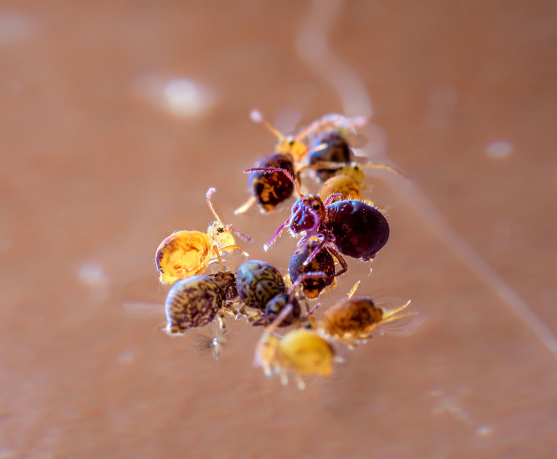 Dicyrtoma fusca + Dicyrtomina ornata From this side view, you can see how much larger Dicyrtoma fusca is compared to the others. It's the "big" dark red springtail crawling over a much smaller one. Opposite and in focus (bright yellow) is a young Dicyrtomina ornata. Look closely and you can see its "spring  tail" folded under its body.<br />
<br />
Here's an index photo for the entire group:<br />
<figure class="photo"><a href="https://www.jungledragon.com/image/104993/dicyrtoma_fusca_dicyrtoma_dorsosignata_dicyrtomina_ornata.html" title="Dicyrtoma fusca + Dicyrtoma dorsosignata + Dicyrtomina ornata"><img src="https://s3.amazonaws.com/media.jungledragon.com/images/2/104993_thumb.jpg?AWSAccessKeyId=05GMT0V3GWVNE7GGM1R2&Expires=1770854410&Signature=Cid032mlZ8pF4f8R5armivfEjSo%3D" width="200" height="192" alt="Dicyrtoma fusca + Dicyrtoma dorsosignata + Dicyrtomina ornata Here's the value pack, bulk discount shot of last weekend's springtail session. It shows all 10 individuals collected in a petri dish in a single 5:1 shot, cropped. I didn't even position them, they drifted to the middle on their own. I did take some 50 shots to get them aligned and somewhat in focus. Kind of like a group shot of people, always somebody blinking.<br />
<br />
Let's discuss species, with credit to Frans Jansen for the help (http://collembola.org/). <br />
<br />
In the bottom right corner, the dark red/purple individual is Dicyrtoma fusca. It is significantly larger than the others. Here it is isolated:<br />
<br />
https://www.jungledragon.com/image/104971/dicyrtoma_fusca_lateral_netherlands.html<br />
https://www.jungledragon.com/image/104974/dicyrtoma_fusca_frontal_netherlands.html<br />
At 9 o' clock, you see a pair of muddy green/yellow individuals with a distinctive pattern. This is Dicyrtoma dorsosignata, which as of yesterday is confirmed to be the first known report of the species in the Netherlands:<br />
<br />
https://www.jungledragon.com/image/104964/dicyrtoma_dorsosignata_heesch_netherlands.html<br />
All 7 remaining individuals are the commonly found Dicyrtomina ornata, at different stages in their life cycle. Simplified: the larger the older, the darker the older. <br />
<br />
Another interesting thing I learned from Frans is the taxonomy history, and how this affects naming. As you can see from my photo, a singular species can have a wildly different appearance based on its life stage. Early taxonomists sometimes categorized them (incorrectly) as a separate species. For example, this one...<br />
<br />
https://www.jungledragon.com/image/104612/dicyrtomina_ornata_heesch_netherlands.html<br />
...was once considered to be the species Forma couloni. Then, taxonomists realized it really is a particular variant of Dicyrtomina ornata instead. To fix this mistake, they use the old (incorrect) species name and reuse that name to name the variant. The above photo therefore shows a Dicyrtomina ornata forma couloni. Which you can read as "variant of Dicyrtomina ornata, once considered as species forma couloni".<br />
<br />
Collembola usually have 5 juvenile instars, and several adult instars, with females having more instars than males.<br />
<br />
As said, credit to Frans for this info. Europe,Extreme Macro,Netherlands,Springtail,World" /></a></figure> Europe,Extreme Macro,Netherlands,Springtail,World