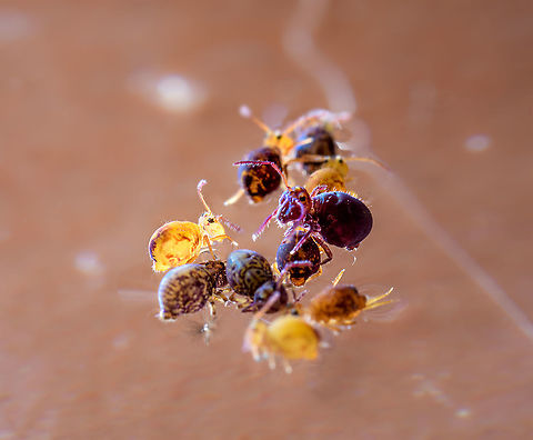 Dicyrtoma fusca + Dicyrtomina ornata From this side view, you can see how much larger Dicyrtoma fusca is compared to the others. It's the "big" dark red springtail crawling over a much smaller one. Opposite and in focus (bright yellow) is a young Dicyrtomina ornata. Look closely and you can see its "spring  tail" folded under its body.

Here's an index photo for the entire group:
https://www.jungledragon.com/image/104993/dicyrtoma_fusca_dicyrtoma_dorsosignata_dicyrtomina_ornata.html Europe,Extreme Macro,Netherlands,Springtail,World