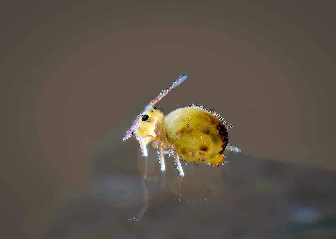 Dicyrtomina ornata - side view, Heesch, Netherlands Deep crop side view of a single Dicyrtomina ornata. Note that the background is heavily manipulated, I basically brushed away others in the group. This one is purely to isolate details of the species. Dicyrtomina ornata,Europe,Extreme Macro,Netherlands,Springtail,World