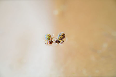 Dicyrtoma dorsosignata (original), Heesch, Netherlands Given the lack of images of this species online, might as well overdo it a little. It's highly similar to this one:
https://www.jungledragon.com/image/104964/dicyrtoma_dorsosignata_heesch_netherlands.html
...yet it's not the same file. Different shot yet similar outcome. The only purpose is to show the original size, non-cropped view. This is their size at 5:1 magnification. Yet in the viewfinder during shooting, they are much darker (pre-flash). Dicyrtoma dorsosignata,Europe,Extreme Macro,Netherlands,Springtail,World