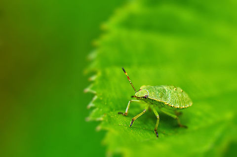 Green shield bug nymph macro  Green shield bug,Harderwijk,Macro,Netherlands,Palomena prasina,Veluwe