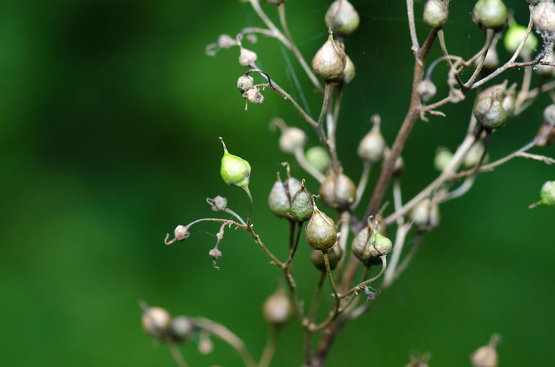 Scrophularia nodosa at Veluwe, Netherlands  Common Figwort,Harderwijk,Macro,Netherlands,Scrophularia nodosa,Veluwe