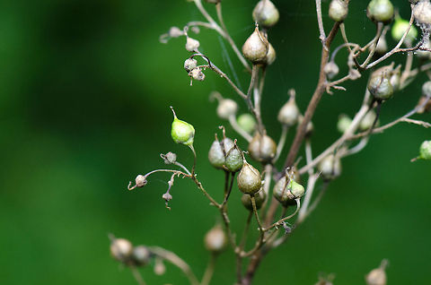 Scrophularia nodosa at Veluwe, Netherlands  Common Figwort,Harderwijk,Macro,Netherlands,Scrophularia nodosa,Veluwe