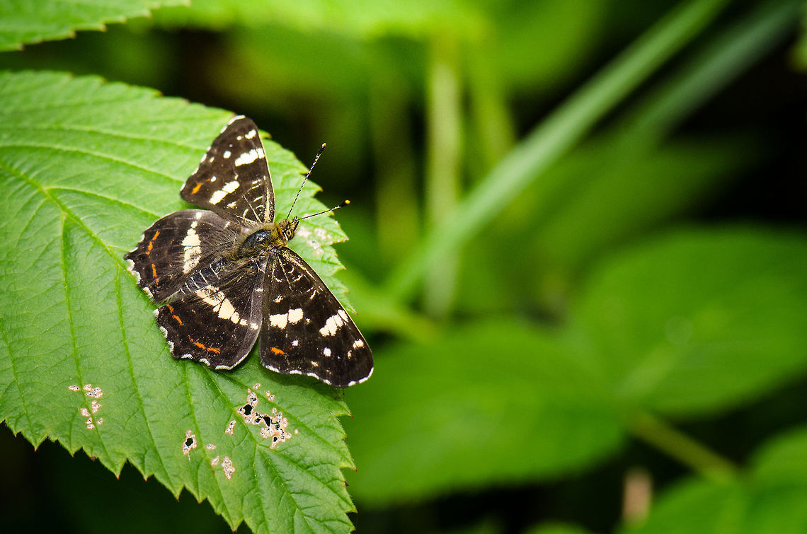 Map (Araschnia levana) Quite a big and beautiful butterfly we found in the Veluwe woods. What&#039;s special about this map butterfly is that it has two completely different appearances. On this photo you see a second generation individual. If you&#039;d look up a first gen specimen, you would conclude that they could not be further apart. Araschnia levana,Harderwijk,Macro,Map,Netherlands,Veluwe