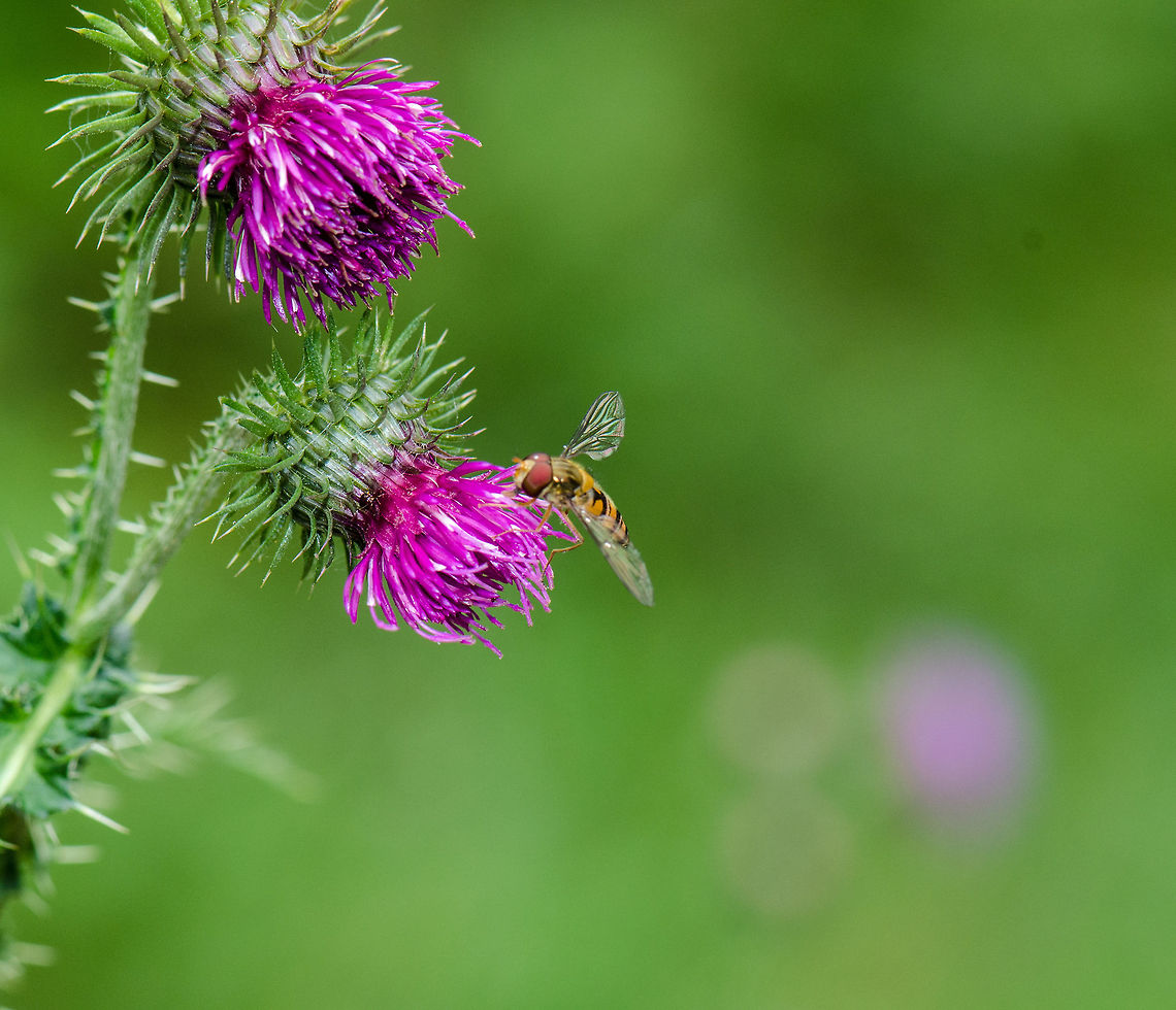 Marmalade Hoverfly on Spear Thistle (Veluwe)  Episyrphus balteatus,Harderwijk,Macro,Marmalade Hoverfly,Netherlands,Veluwe