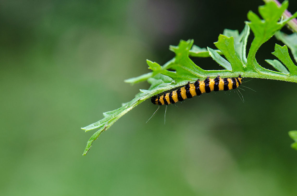 Cinnabor Moth upside down on lead at Veluwe  Cinnabar moth,Harderwijk,Macro,Netherlands,Tyria jacobaeae,Veluwe