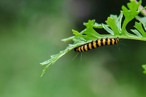 Cinnabor Moth upside down on lead at Veluwe  Cinnabar moth,Harderwijk,Macro,Netherlands,Tyria jacobaeae,Veluwe