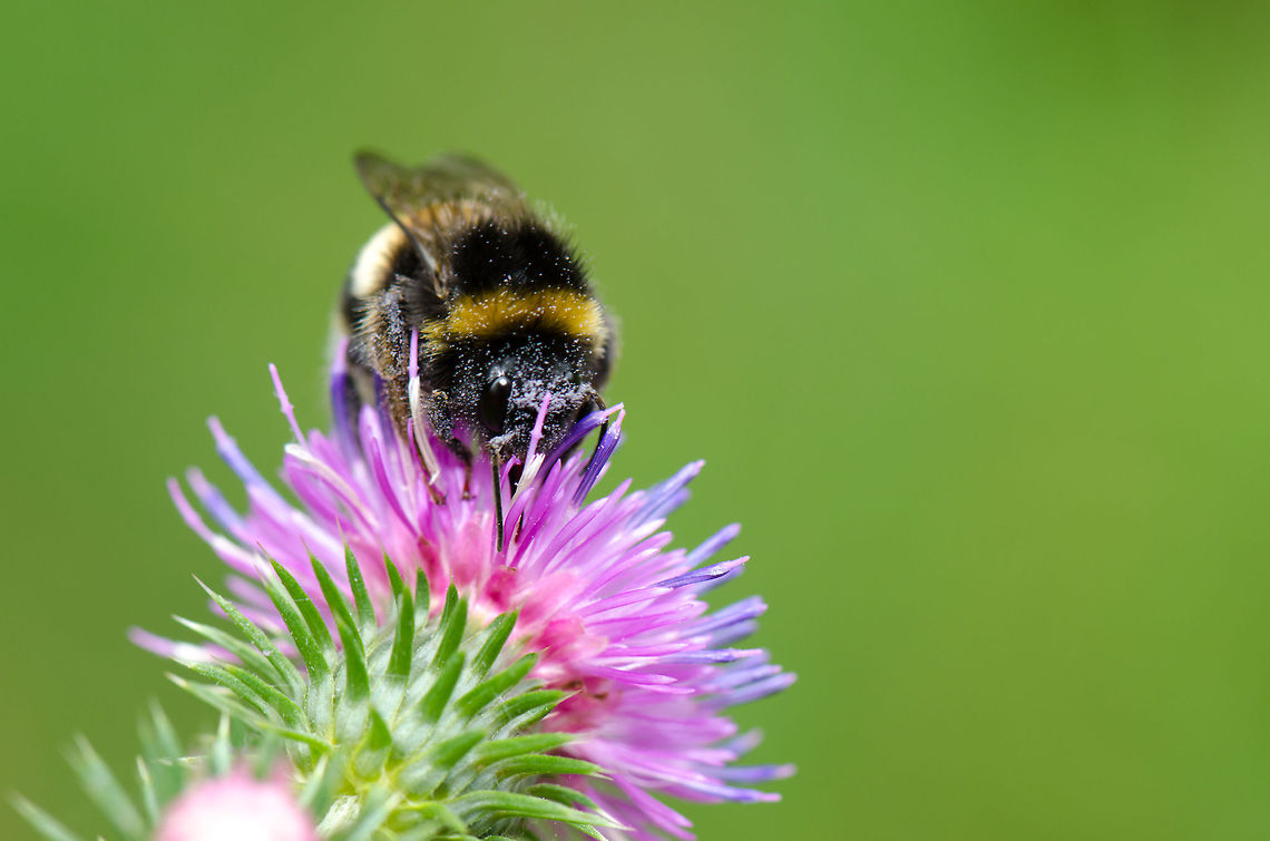 Barbut's Cuckoo-bee at Veluwe Fun fact: My girlfriend loves this photo. We used it for our 6 year anniversary and it's also hanging as a huge print upstairs. Bombus barbutellus,Harderwijk,Macro,Netherlands,Veluwe