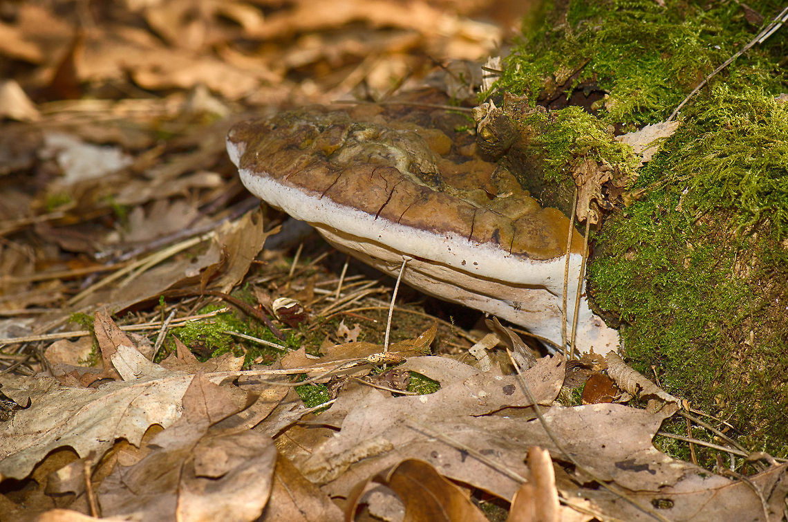 Ganoderma applanatum on tree trunk  Ganoderma adspersum,Ganoderma applanatum,Macro,Naaldhof,Oss