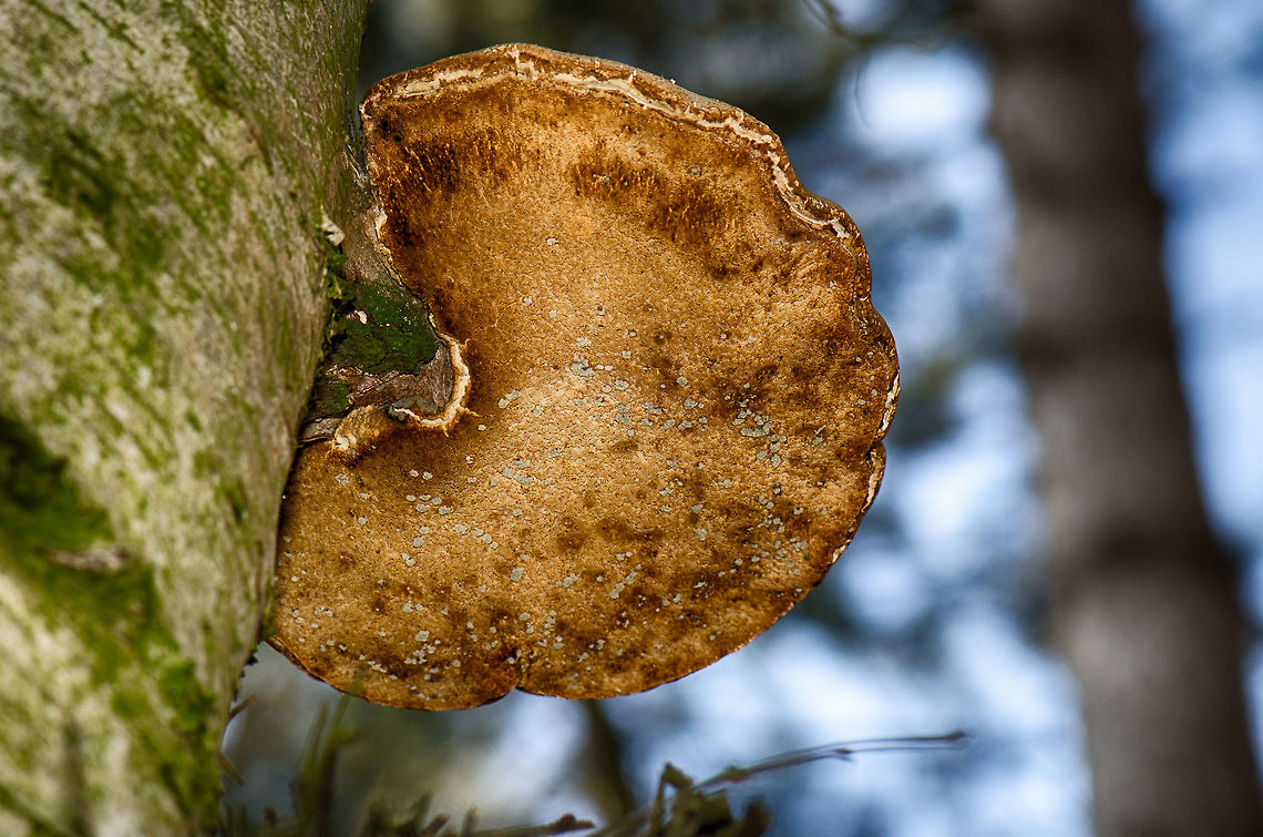 Ganoderma applanatum bottom closeup  Ganoderma applanatum,Macro,Naaldhof,Oss