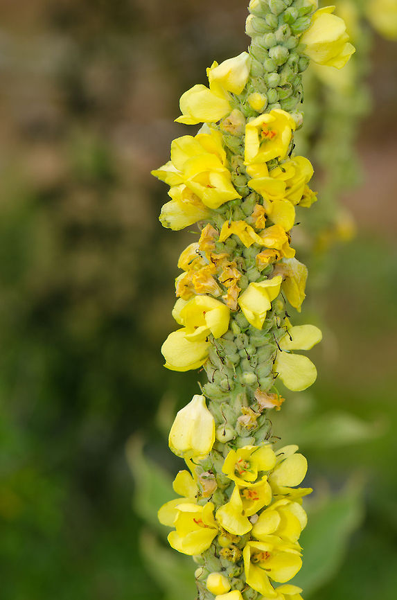 Verbascum densiflorum at Veluwe  Harderwijk,Macro,Netherlands,Veluwe,Verbascum densiflorum
