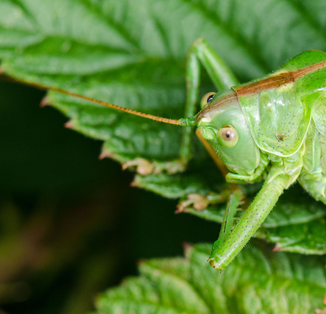 Great Green Bush-Cricket head closeup Head detail of a wounded bush cricket we found hiding in the bushes at the Veluwe, the Netherlands. Great Green Bush-Cricket,Harderwijk,Macro,Netherlands,Tettigonia viridissima,Veluwe