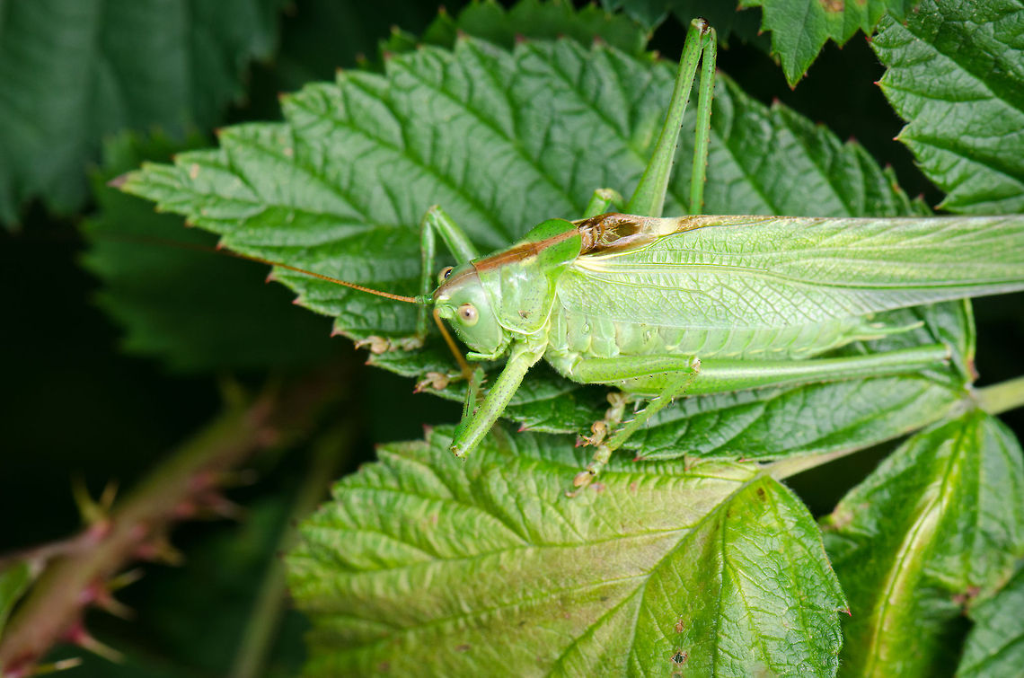 Great Green Bush-Cricket at the Veluwe Whilst walking past these bushes I spotted a slightly lighter green compared to the plant itself and noticed it was in fact a bush cricket. It seems to me that it is quite wounded, which explains why it was sitting so still. Great Green Bush-Cricket,Harderwijk,Macro,Netherlands,Tettigonia viridissima,Veluwe