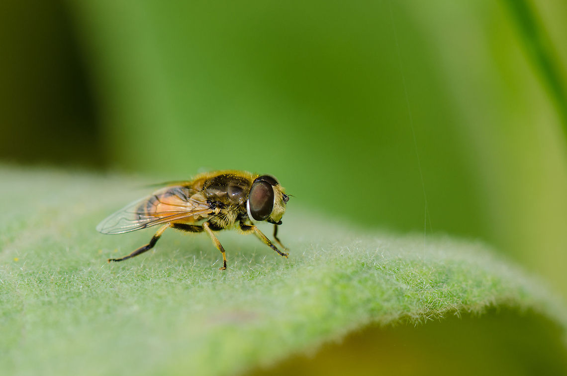 Drone Fly Macro Check this one out in HD mode to see how it is covered in yellow pollen. Drone fly,Eristalis pertinax,Harderwijk,Macro,Netherlands,Veluwe