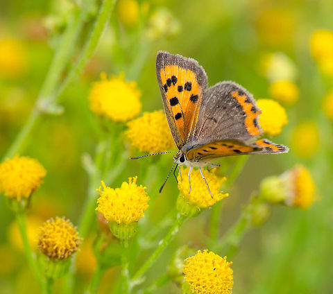 Small copper harvesting yellow plants at Veluwe, the Netherlands  Harderwijk,Lycaena phlaeas,Macro,Netherlands,Small Copper,Veluwe