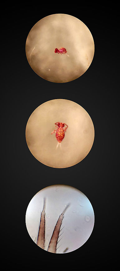 Dicyrtoma dorsosignata (specimen), Netherlands Last week, I accidentally documented a springtail species never reported before in the Netherlands:<br />
<figure class="photo"><a href="https://www.jungledragon.com/image/104964/dicyrtoma_dorsosignata_heesch_netherlands.html" title="Dicyrtoma dorsosignata, Heesch, Netherlands"><img src="https://s3.amazonaws.com/media.jungledragon.com/images/2/104964_thumb.jpg?AWSAccessKeyId=05GMT0V3GWVNE7GGM1R2&Expires=1767225610&Signature=vGv6EI3D93MnsTid6e1zHbpLXMY%3D" width="200" height="134" alt="Dicyrtoma dorsosignata, Heesch, Netherlands Update: Matty Berg has confirmed this is indeed a new species report for the Netherlands. We&#039;re discussing if specimen collection is possible, and possibly the find may be included in a new article.<br />
<br />
Update 2: Specimen collected and confirmed successfully:<br />
https://www.jungledragon.com/image/105252/dicyrtoma_dorsosignata_specimen_netherlands.html<br />
Two weeks ago, I photographed my first springtail:<br />
<br />
https://www.jungledragon.com/image/104612/dicyrtomina_ornata_heesch_netherlands.html<br />
<br />
...which I found on the water surface of a mini-pond in our back yard. A few days ago, I checked it again, and this time found 10 individuals. I first speculated perhaps wind got them into the pond, but now think they walk or fall into it from the edge, with no way to crawl out of it again. This morning I added some branches and leafs so that they do not get permanently trapped.<br />
<br />
As before, I collected them into a petri dish for inside photography.<br />
<br />
To my joy, the 10 individuals showed some diversity in appearance and size: probably multiple species as well as singular species at multiple instars. To solve the puzzle of which individual is which species, I contacted Frans Janssens, the man behind http://collembola.org/. This seems to be the ultimate in-depth springtail taxonomy reference that Frans has been working on longer than I exist, since 1976.<br />
<br />
I&#039;ll be sharing a series of photos from this session over the coming days, yet this particular one has some priority. It is speculated to be Dicyrtoma dorsosignata. According to Frans, this is intriguing as it is known thus far as a mediterranean species, typically reported from France, Portugal, Malta, etc. Now that it is online, we hope Matty Berg (the authority on this group in the Netherlands) will confirm it as a possible new species for the Netherlands.<br />
<br />
I&#039;ll conclude with some &quot;making of&quot; notes, for the interested. From the earlier session 2 weeks ago I learned that handheld 5:1 photography is extremely difficult, as is obvious. So for this 2nd session I experimented a bit with a proper support system:<br />
https://ibb.co/YNg8RXN<br />
<br />
The metal frame in the bottom is not a tripod, it&#039;s a light stand, the Manfrotto 003. You can&#039;t adjust the height of it, it&#039;s just a super solid stand. Very heavy, and stays in place. It&#039;s shockingly inexpensive given the material and quality. Normally, you&#039;d put an extension pole into the stand, and then add lights or light shapers (umbrellas) to it. <br />
<br />
Not this time. I added the spigot (the golden-colored connector, Manfrotto 013) after which you can put anything to it that accepts a standard thread size. In this case, I added a super heavy duty tripod head, the Manfrotto MHXPRO-BHQ2. I normally avoid recommending gear in this place, but gladly make an exception for this jewel. This ballhead tripod head allows for a massive 10kg of load. And it takes it effortlessly. Even when under heavy load, you have fine grained control over movement and friction, in any direction. The ball is fully enclosed and therefore there is no grease. Given the class it competes in, this product is inexpensive and an absolute top performer.<br />
<br />
With this support system in place, most of my own movement is negated. Not to mention that it takes a lot of weight out of my hands, making possible a longer session. Focusing at the proper depth still is a challenge. My main method here is to use focus peaking via the live view screen. This paints a red overlay at the area in focus. Yet is tiny in this situation. I&#039;ve learned that the beginning of their antennae is the proper focal point. Combined with f/8, there&#039;s a reasonable chance the head is in focus. Still about only 1 in 8 shots are passable this way, so the strategy is to just shoot lots and hope for the best.<br />
<br />
The last challenge is light. With the end of the lens almost hitting the water, it&#039;s tricky to light the front of the animal. In this case I used the Godox AK-R11 Dome and positioned it to the side of the petri dish. I don&#039;t even own a Godox flash, this is just a cheap yet useful accessory. Next, I place a very strong flash unit in front of it. This effectively floods the scene with light that is strong yet spread. At 5:1 combined with f/8, the effective aperture is f/48. This means the Speedlight needs to fire at full power. Since no speedlight can sustain that for any length of time, I used a flash power pack.<br />
<br />
For now I have tentatively identified it as Dicyrtoma dorsosignata. I will update this post once experts have confirmed/rejected this proposal. Dicyrtoma dorsosignata,Europe,Extreme Macro,Fall,Geotagged,Netherlands,Springtail,World" /></a></figure><br />
The species was identified as Dicyrtoma dorsosignata by Frans Janssens (<a href="https://www.collembola.org/)" rel="nofollow">https://www.collembola.org/)</a>. Frans passed on the observation to Matty Berg. Matty is a professor at the Vrije Universiteit Van Amsterdam, and the leading expert on soil fauna and specifically springtails in the Netherlands. In a recent interview, when asked who else is structurally finding, identifying and researching springtails: &quot;It&#039;s just me&quot;.<br />
<br />
Whilst Matty agreed with Frans&#039; species ID based on my photo, he still wanted to formalize it as a new addition to dutch fauna by trying to collect a specimen. As I had no idea that it was a special observation during the photography, I had returned the live specimen to the garden. <br />
<br />
Last Saturday, Matty came to our home, to try and find a fresh specimen. This post discusses results and is written in honor of his work.<br />
<br />
One thing I was eager to learn is how he finds and collects specimens. It turns out to be simple, yet innovative and extremely effective. A large white tray is used to catch them, the white being a useful contrast to see the subjects. Method 1 to fill the tray is to heavily shake plants and bushes whilst keeping the tray under it. Method 2 places piles of dry/rotting leafs from the lawn on a filter, and then shaking the filter heavily, so that the subjects fall in the tray beneath.<br />
<br />
As I saw the tray filling up, I cringed at how I didn&#039;t think of this earlier. We&#039;re in an urban garden, in December, yet there&#039;s tons of stuff in the tray. Springtails, but also spiders, crickets, net-winged insects, all kinds of stuff I wasn&#039;t expecting. The method is so obvious in hindsight, as it is obvious that I&#039;m not an entomologist. The only thing against this method is that it&#039;s disruptive, it displaces almost anything living on the plant. This makes sense for the purpose of research, which needs to be effective, yet for photography subject selection I probably would be a bit more selective.<br />
<br />
The next part is innovative. Each time a tray was inspected, we&#039;d typically find many springtails, yet only 3-5 globular springtails, which is what the target was. How do you collect such a tiny creature? Here&#039;s how:<br />
<br />
<a href="https://images3.persgroep.net/rcs/jxLctFq3qZQAa1KomxU5uw9JVwk/diocontent/69958945/_crop/0/0/293/298/_fitwidth/763?appId=93a17a8fd81db0de025c8abd1cca1279&amp;quality=0.8" rel="nofollow">https://images3.persgroep.net/rcs/jxLctFq3qZQAa1KomxU5uw9JVwk/diocontent/69958945/_crop/0/0/293/298/_fitwidth/763?appId=93a17a8fd81db0de025c8abd1cca1279&amp;quality=0.8</a><br />
<br />
With this self-made air tube, Matty gently sucks at the end of the tube in his mouth. On the other end of the tube is a small compartment, where they get stuck. Simple as it is, it is a very fast and touch-free way to isolate a springtail without damaging it. When the compartment is full, it&#039;s placed in a test tube.<br />
<br />
Surprisingly, no magnification tools are used at all, not even a magnifying glass. Just from the creature&#039;s profile and the way it mildly shines in daylight, Matty has a pretty good idea of what it is. A sign of experience. The above process was repeated for some 90 minutes. Matty was to do actual detailed inspection of the specimens collected back home, using a microscope. One day after his visit, he sent me this:<br />
<br />
Orchesella cincta: 13<br />
Orchesella villosa: 1<br />
Pogonognathellus flavesecens: 1<br />
Entomobrya multifasciata: 145<br />
Heteromurus major: 5<br />
Isotomurus maculatus: 2<br />
Sminthurinus elegans: 2<br />
Sminthurinus alpinus : 1<br />
Parisotoma notabilis: 5<br />
Proisotoma minuta: 1<br />
Entomobrya lanuginosa: 1<br />
Dicyrtomina ornata: 132<br />
Dicyrtomina saundersi: 43<br />
Dicyrtoma fusca: 11<br />
Dicyrtoma dorsosignata: 1<br />
<br />
This is next level trolling. So, out of 364 springtails collected, just bloody ONE is Dicyrtoma dorsosignata. And it&#039;s at the end of the list. What a cliffhanger. <br />
<br />
These microscope photos are by Matty, published with his permission. Note that I increased the contrast. They show different angles of the single Dicyrtoma dorsosignata specimen. Whilst I don&#039;t yet understand the key system, apparently the closeup of the furca shows characteristics unique to Dicyrtoma dorsosignata.<br />
<br />
And that closes this chapter. It&#039;s been fun and educational, gratitude to Frans, Matty and Arp for their help, education and excitement.  Dicyrtoma dorsosignata