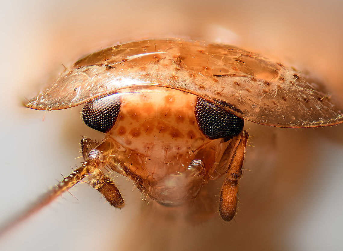 Ectobius pallidus, Heesch, Netherlands Extreme macro of the head of a Tawny cockroach, found in the garden, and sacrificed. The dutch name "Bleke kakkerlak" means "Pale cockroach". The antennae are extremely long yet largely out of focus here. <br />
<br />
Throwing in a little amazing fact: I'm not sure if this applies to all species of cockroach, or just specific ones. In 2015, scientists have discovered that cockroach vision includes the ability to accumulate light to see in the dark. To see in the dark, most nocturnal species simply have larger eyes, yet cockroach vision works more like a long exposure on a camera sensor. It adds light over a longer time and can be as sensitive as collecting a single photon in a 10s time window. <br />
<br />
Antenna study:<br />
<figure class="photo"><a href="https://www.jungledragon.com/image/105395/ectobius_pallidus_-_antenna_heesch_netherlands.html" title="Ectobius pallidus - antenna, Heesch, Netherlands"><img src="https://s3.amazonaws.com/media.jungledragon.com/images/2/105395_thumb.jpg?AWSAccessKeyId=05GMT0V3GWVNE7GGM1R2&Expires=1763596810&Signature=mirtVvoIsvxeXx7w1PnQU4Xmvqw%3D" width="200" height="68" alt="Ectobius pallidus - antenna, Heesch, Netherlands Ths image is the result of a failed stack, so I figured to reuse it for another purpose: a very basic anatomy overview of the antenna. From right to left:<br />
<br />
- Attached to the head, the tube-like part is called the scape or base.<br />
- Next is a roundish socket-like part called the pedical or stem.<br />
- Followed by a variable amount of hairy segments collectively called the flagellum, which collects the sensory input<br />
<br />
The scape and pedical are internally connected and together controlled by a muscle, allowing the insect to control the antennae as a whole. The individual segments of the antenna (flagellomeres) are not directly controlled by muscle. If you really want to nerd out on insect antennae, here's an excellent article that goes far deeper:<br />
http://www.scholarpedia.org/article/Cockroach_antennae<br />
https://www.jungledragon.com/image/105393/ectobius_pallidus_heesch_netherlands.html Anatomy,Cockroach ID help,Ectobius pallidus,Extreme Macro,Tawny cockroach" /></a></figure> Ectobius pallidus,Extreme Macro,Extreme Macro Portraits,Tawny cockroach