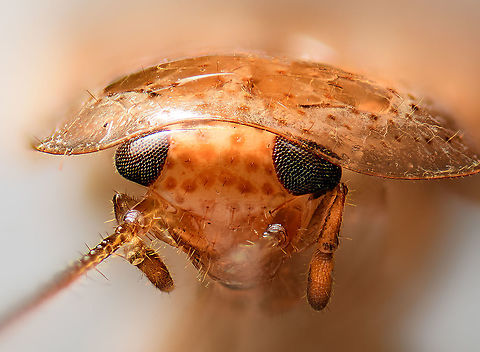Ectobius pallidus, Heesch, Netherlands Extreme macro of the head of a Tawny cockroach, found in the garden, and sacrificed. The dutch name "Bleke kakkerlak" means "Pale cockroach". The antennae are extremely long yet largely out of focus here. 

Throwing in a little amazing fact: I'm not sure if this applies to all species of cockroach, or just specific ones. In 2015, scientists have discovered that cockroach vision includes the ability to accumulate light to see in the dark. To see in the dark, most nocturnal species simply have larger eyes, yet cockroach vision works more like a long exposure on a camera sensor. It adds light over a longer time and can be as sensitive as collecting a single photon in a 10s time window. 

Antenna study:
https://www.jungledragon.com/image/105395/ectobius_pallidus_-_antenna_heesch_netherlands.html Ectobius pallidus,Extreme Macro,Extreme Macro Portraits,Tawny cockroach