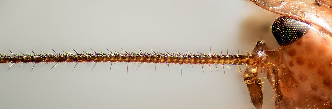 Ectobius pallidus - antenna, Heesch, Netherlands Ths image is the result of a failed stack, so I figured to reuse it for another purpose: a very basic anatomy overview of the antenna. From right to left:<br />
<br />
- Attached to the head, the tube-like part is called the scape or base.<br />
- Next is a roundish socket-like part called the pedical or stem.<br />
- Followed by a variable amount of hairy segments collectively called the flagellum, which collects the sensory input<br />
<br />
The scape and pedical are internally connected and together controlled by a muscle, allowing the insect to control the antennae as a whole. The individual segments of the antenna (flagellomeres) are not directly controlled by muscle. If you really want to nerd out on insect antennae, here&#039;s an excellent article that goes far deeper:<br />
<a href="http://www.scholarpedia.org/article/Cockroach_antennae" rel="nofollow">http://www.scholarpedia.org/article/Cockroach_antennae</a><br />
<figure class="photo"><a href="https://www.jungledragon.com/image/105393/ectobius_pallidus_heesch_netherlands.html" title="Ectobius pallidus, Heesch, Netherlands"><img src="https://s3.amazonaws.com/media.jungledragon.com/images/2/105393_thumb.jpg?AWSAccessKeyId=05GMT0V3GWVNE7GGM1R2&Expires=1759968010&Signature=JuTOz7rIEIwjQs6ur0IpnP%2BUCSY%3D" width="200" height="148" alt="Ectobius pallidus, Heesch, Netherlands Extreme macro of the head of a Tawny cockroach, found in the garden, and sacrificed. The dutch name &quot;Bleke kakkerlak&quot; means &quot;Pale cockroach&quot;. The antennae are extremely long yet largely out of focus here. <br />
<br />
Throwing in a little amazing fact: I&#039;m not sure if this applies to all species of cockroach, or just specific ones. In 2015, scientists have discovered that cockroach vision includes the ability to accumulate light to see in the dark. To see in the dark, most nocturnal species simply have larger eyes, yet cockroach vision works more like a long exposure on a camera sensor. It adds light over a longer time and can be as sensitive as collecting a single photon in a 10s time window. <br />
<br />
Antenna study:<br />
https://www.jungledragon.com/image/105395/ectobius_pallidus_-_antenna_heesch_netherlands.html Ectobius pallidus,Extreme Macro,Extreme Macro Portraits,Tawny cockroach" /></a></figure> Anatomy,Cockroach ID help,Ectobius pallidus,Extreme Macro,Tawny cockroach