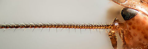 Ectobius pallidus - antenna, Heesch, Netherlands Ths image is the result of a failed stack, so I figured to reuse it for another purpose: a very basic anatomy overview of the antenna. From right to left:

- Attached to the head, the tube-like part is called the scape or base.
- Next is a roundish socket-like part called the pedical or stem.
- Followed by a variable amount of hairy segments collectively called the flagellum, which collects the sensory input

The scape and pedical are internally connected and together controlled by a muscle, allowing the insect to control the antennae as a whole. The individual segments of the antenna (flagellomeres) are not directly controlled by muscle. If you really want to nerd out on insect antennae, here's an excellent article that goes far deeper:
http://www.scholarpedia.org/article/Cockroach_antennae
https://www.jungledragon.com/image/105393/ectobius_pallidus_heesch_netherlands.html Anatomy,Cockroach ID help,Ectobius pallidus,Extreme Macro,Tawny cockroach