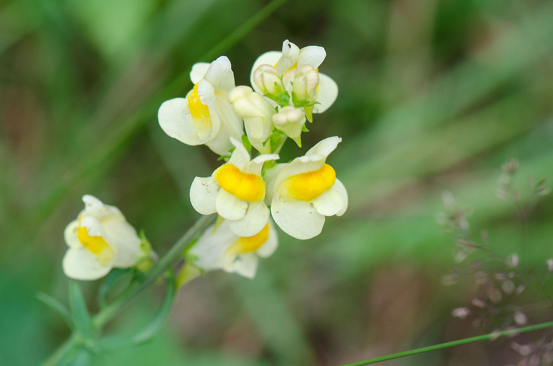 Yellow Toadflax  Harderwijk,Linaria vulgaris,Macro,Netherlands,Veluwe