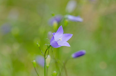 Campanula rotundifolia at Veluwe  Campanula rotundifolia,Harderwijk,Harebell,Macro,Netherlands,Veluwe